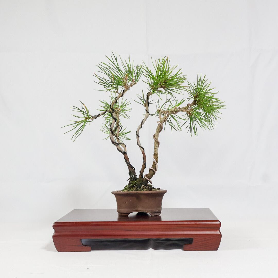 ハートの鉢の黒松盆栽（NA-001） | 和の暮らし盆栽店 | 公式オンライン