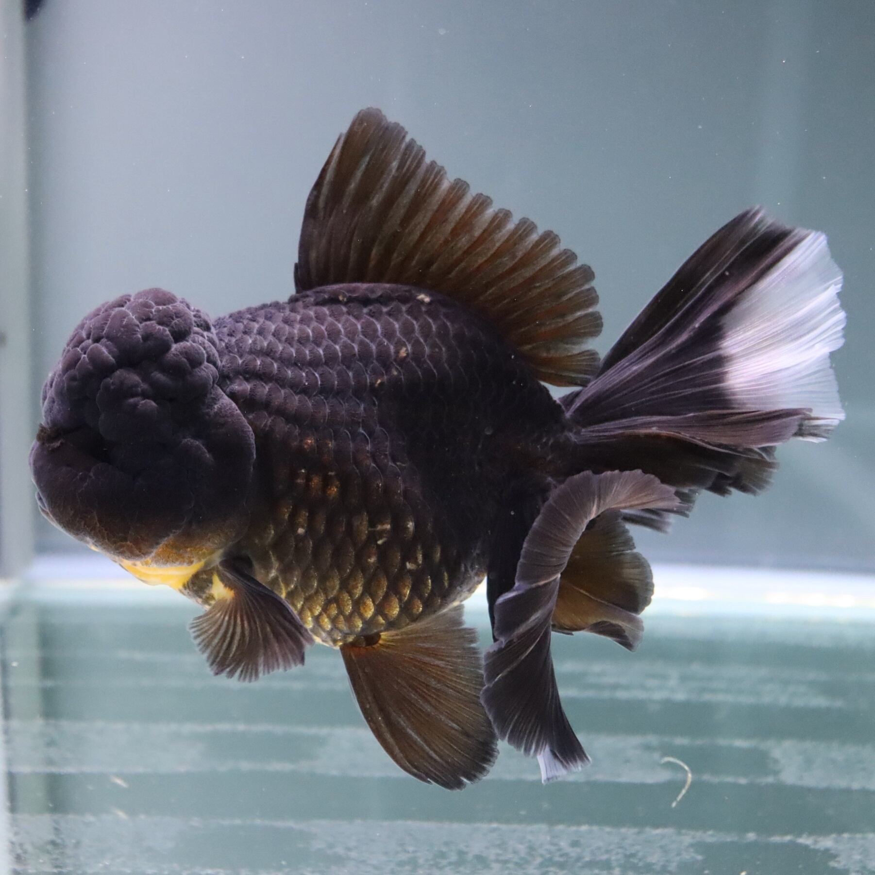 ハーフムーンテールオランダ 黒 １７ｃｍ 金魚 熱帯魚専門店 Aquapro H
