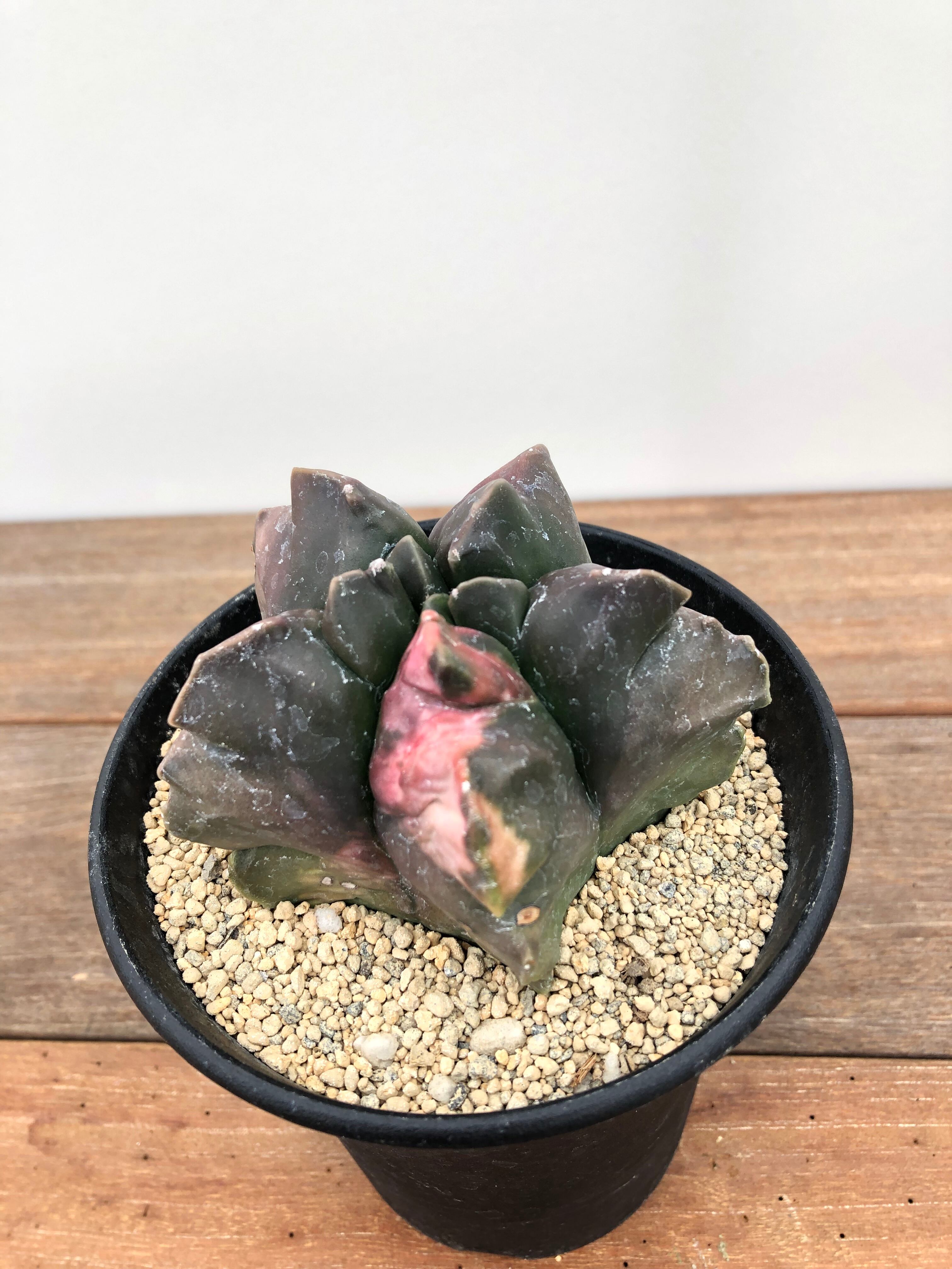 Astrophytum アストロフィツム ランポー玉 亀甲鸞鳳玉 サボテン