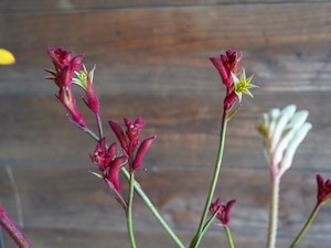 【現物】カンガルーポー Bセット(3色セット)