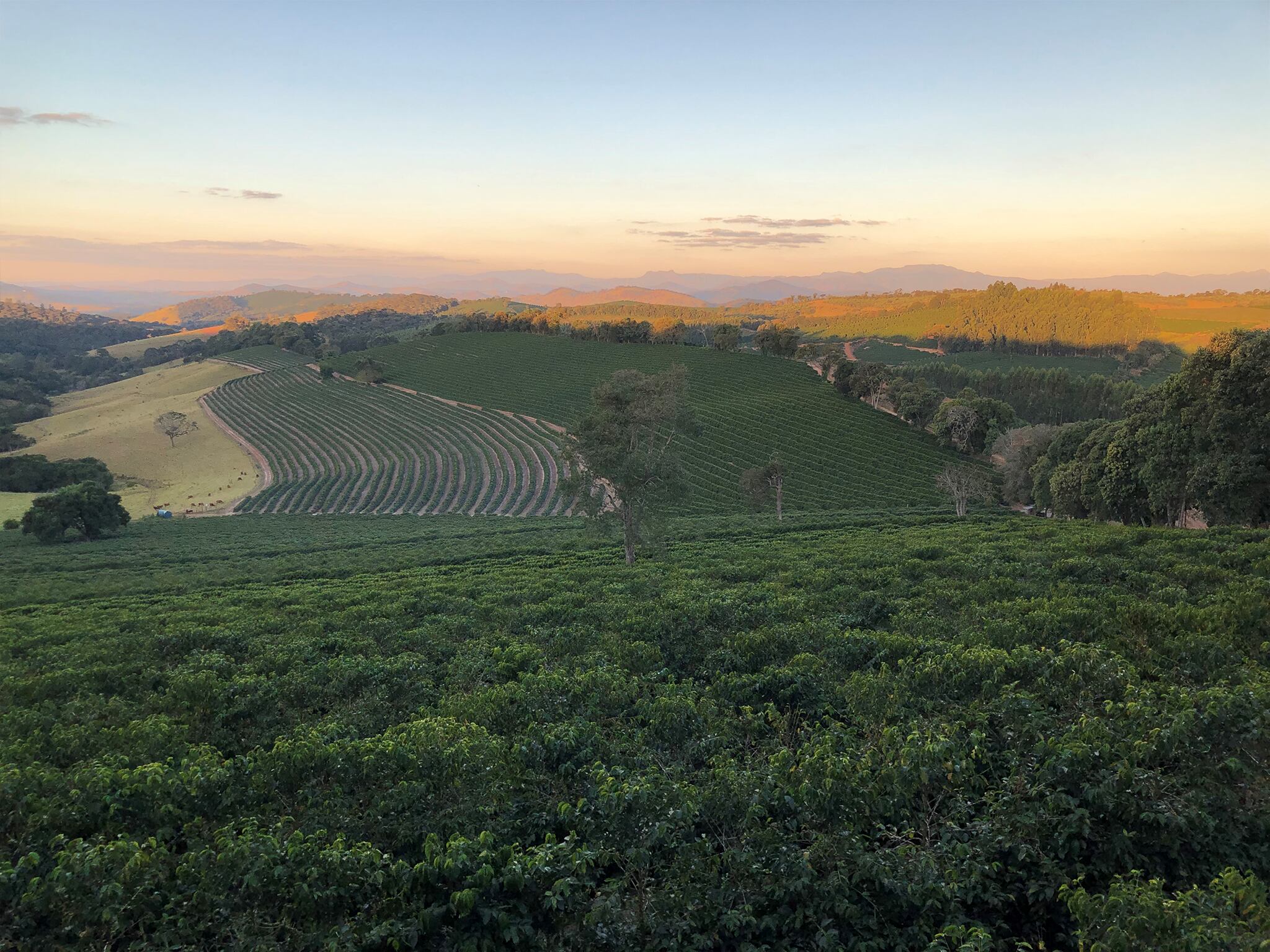 中煎り】ブラジル カルモデミナス ナチュラル No.2 【150g】 | BEANS