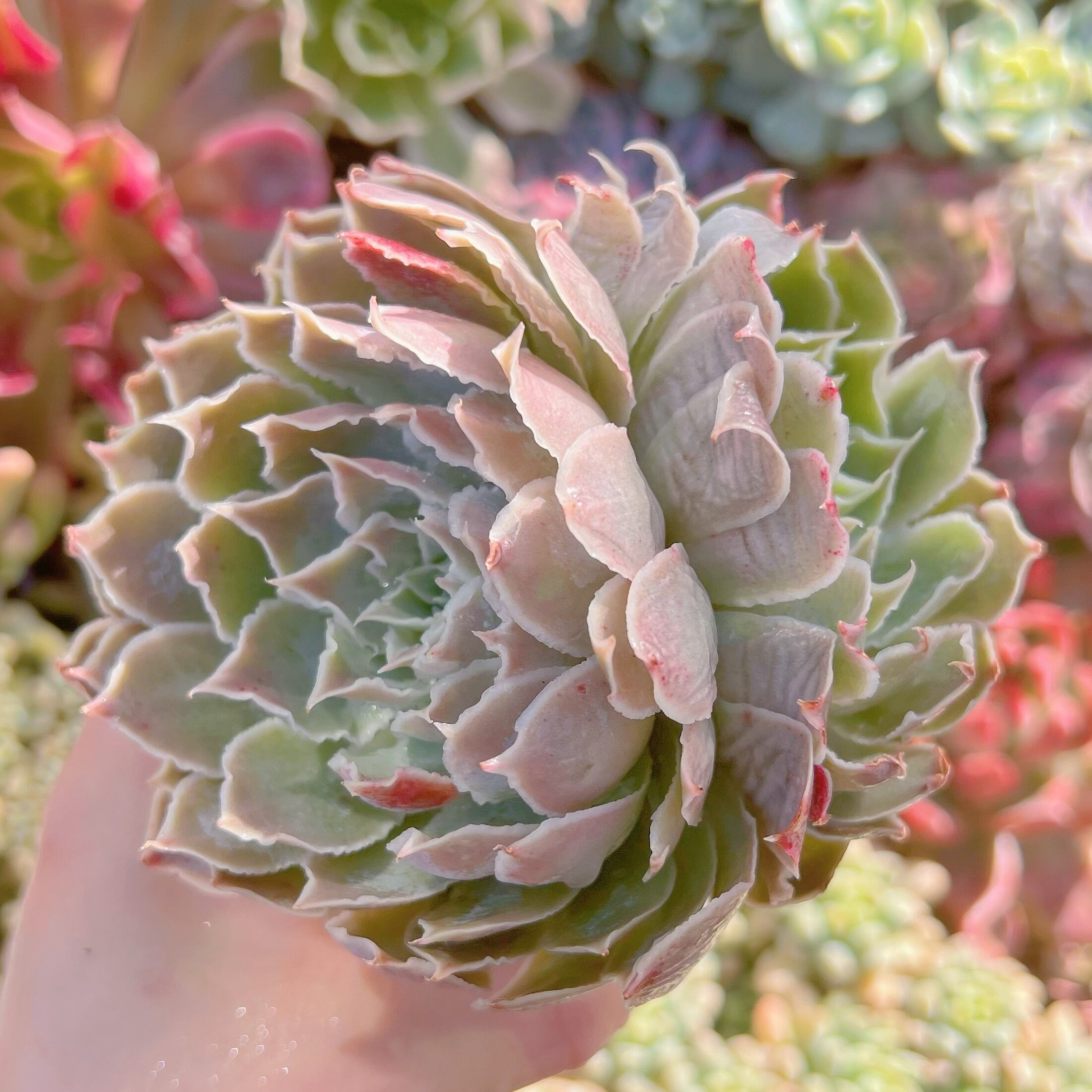 現品　Echeveria 'Laguna Sanchez'#266　2頭群生　るる農園