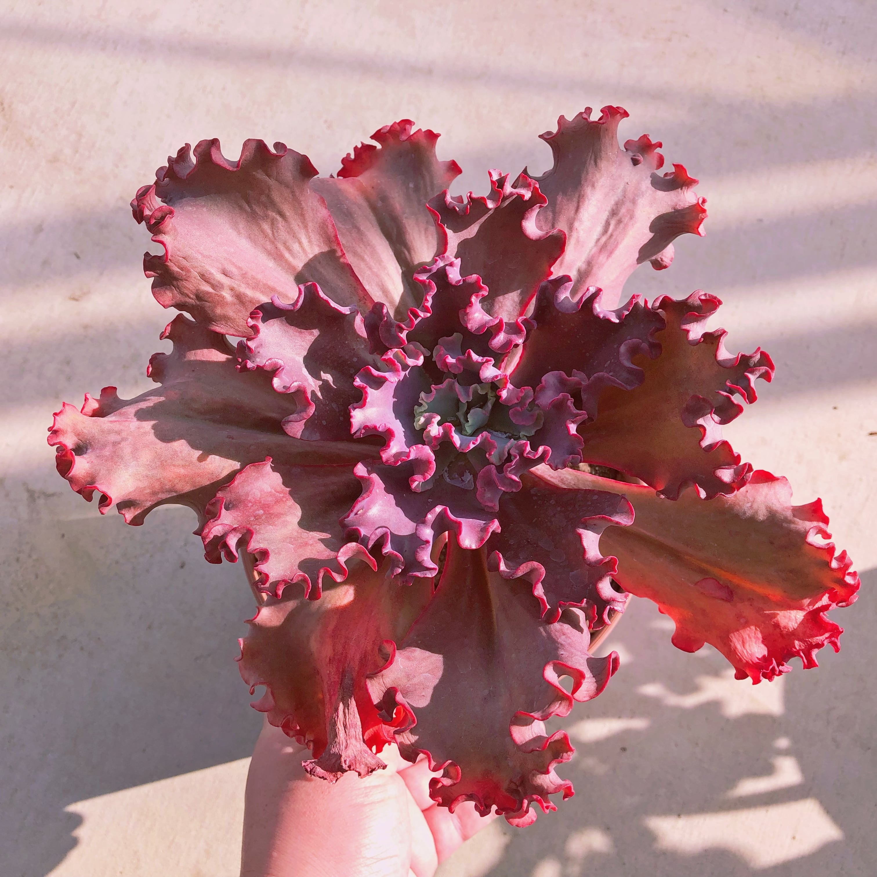 多肉植物　cancan 特大　直径約14センチ