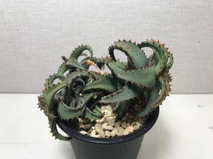 アロエ カスティロニアエ