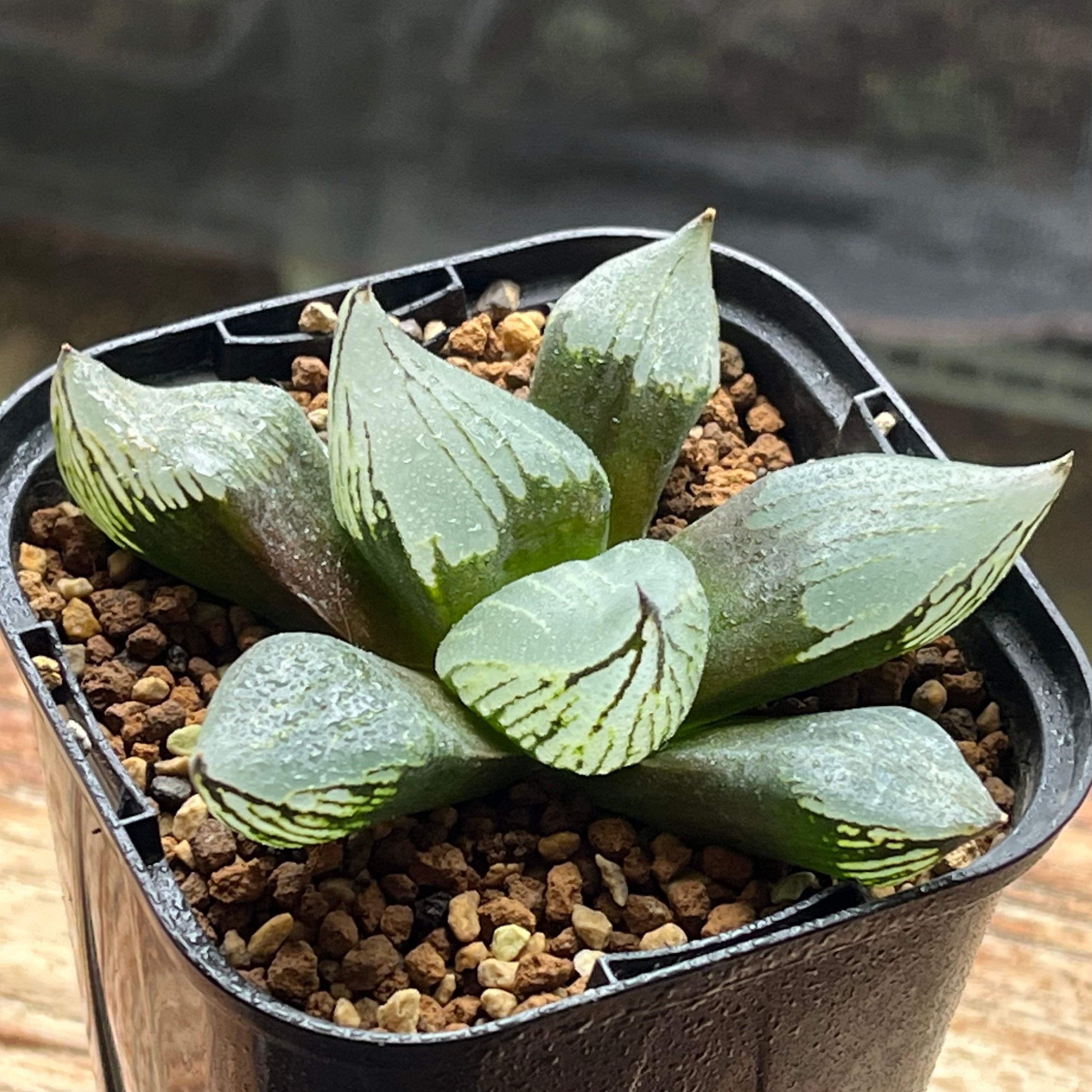 mocono_plants
