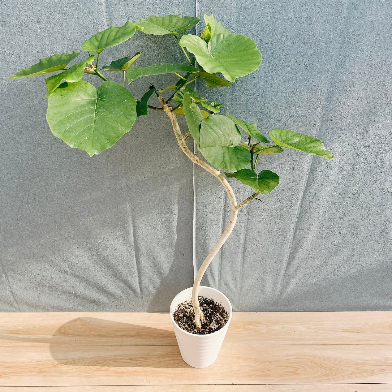 現品］23番 フィカス アルテシマ 8号 観葉植物 室内 大型 特大 ゴムの