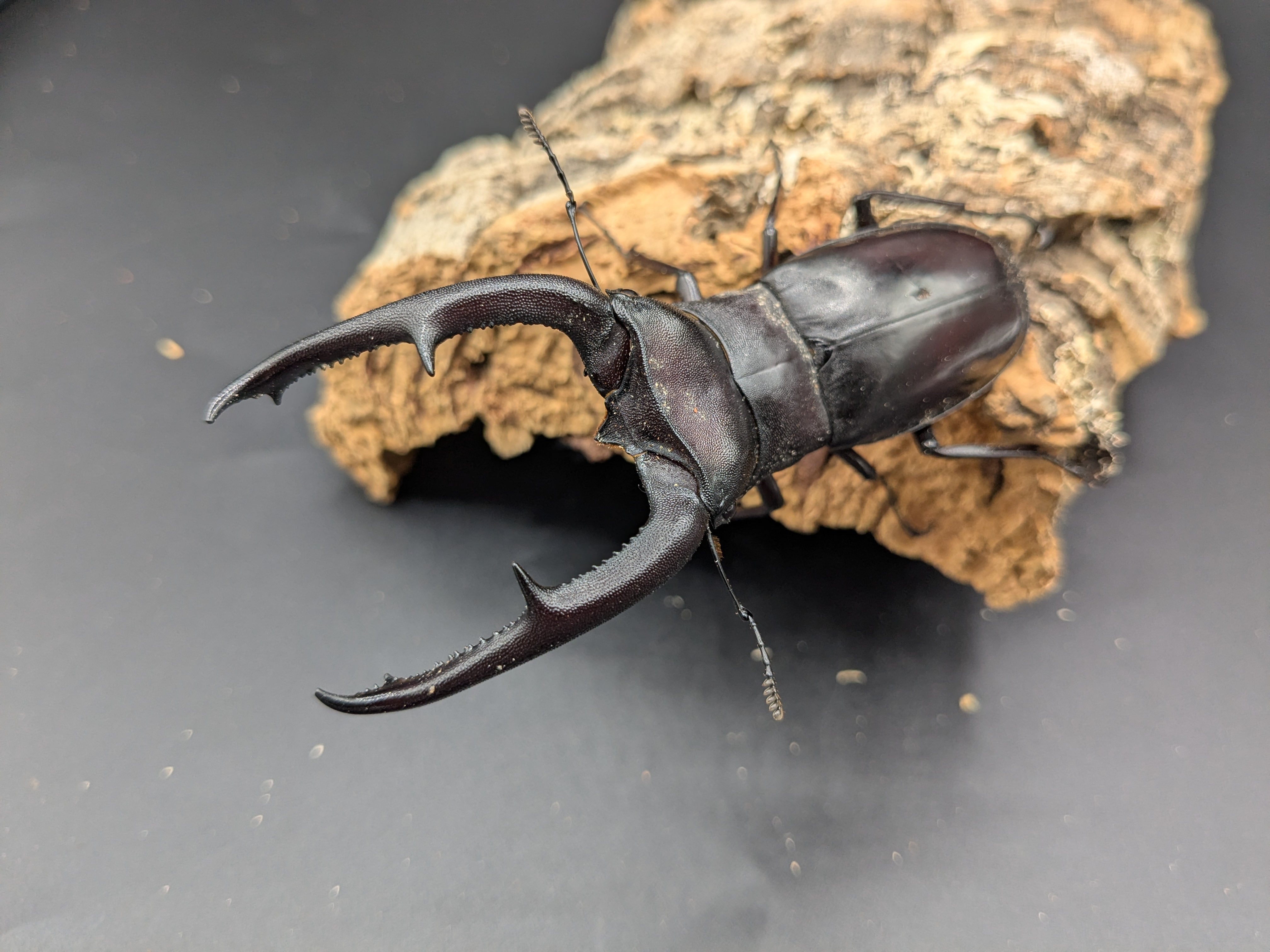 クワガタムシ | クワガタムシ・カブトムシ専門ショップ CIEL