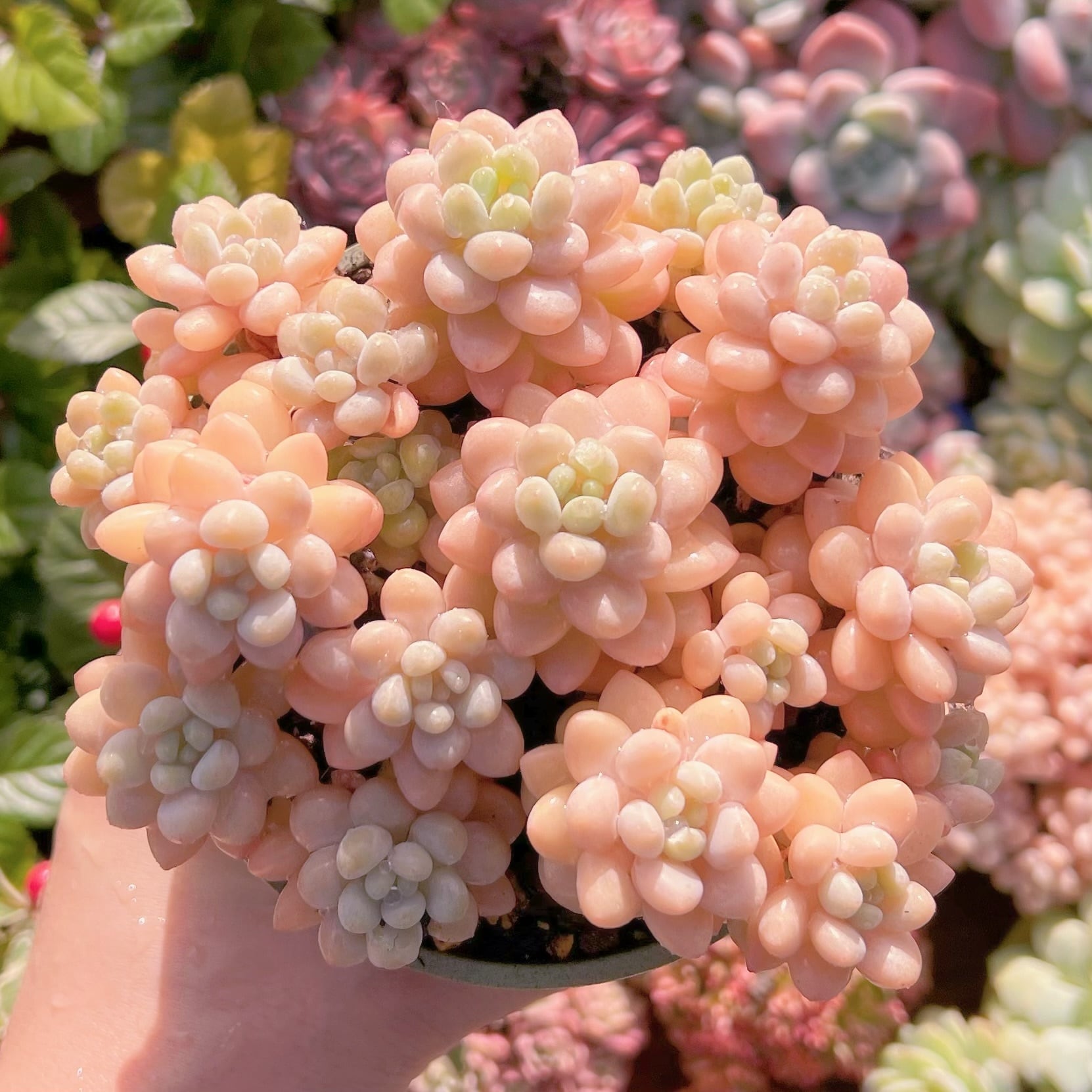 現品　パールミルク#717   るる農園