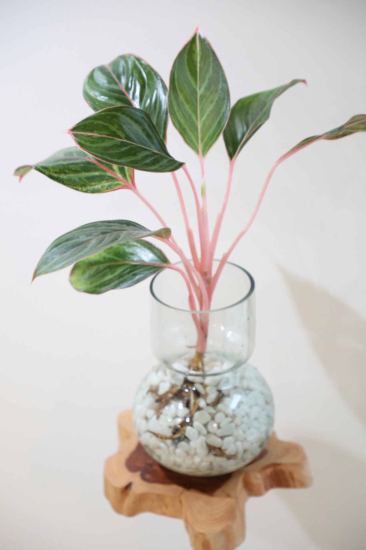 【M】【ハイドロ】アグラオネマ モンコンファイ　※グラスポット付き