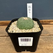 サボテン　ロフォフォラ　銀冠玉【982】