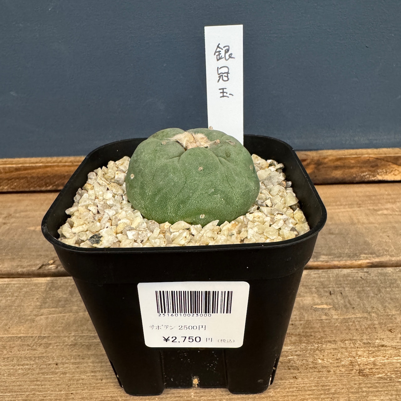 サボテン ロフォフォラ 銀冠玉【982】