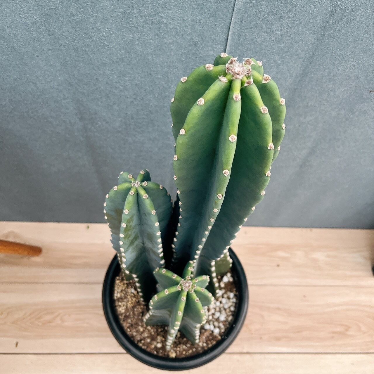 現品］10番 柱サボテン 鬼面角 3本立て 8号 観葉植物 多肉植物