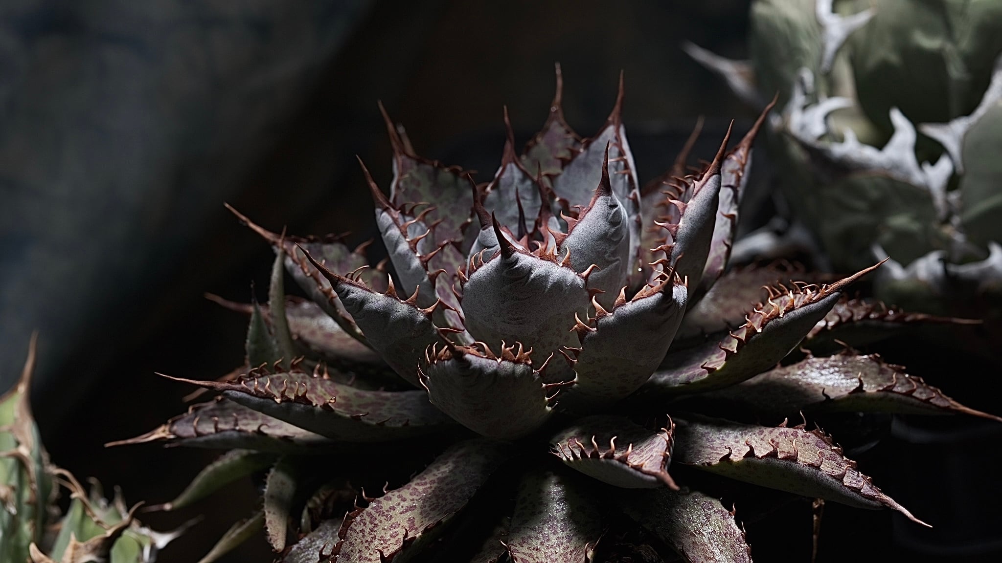 Agave Wabi hybrid 血鑽石（子株） ф3cm | wabi