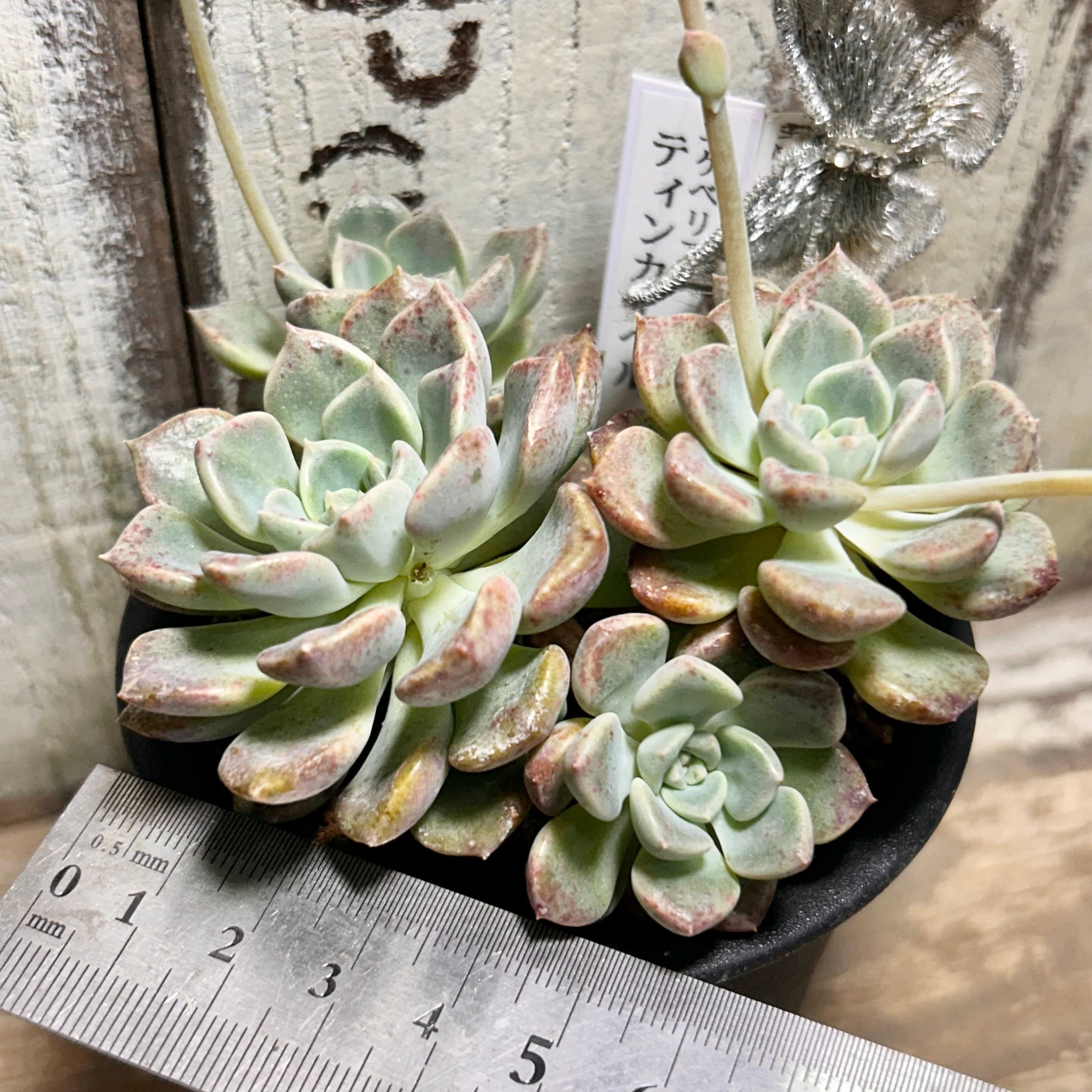 ティンカーベル | RuPo 多肉植物専門店
