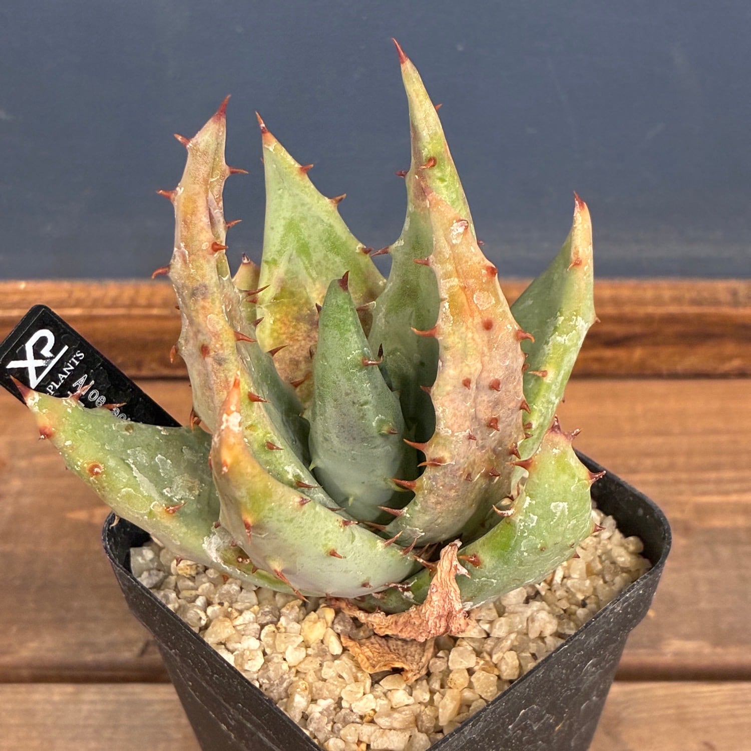 多肉植物 | PROTOLEAF プロトリーフ