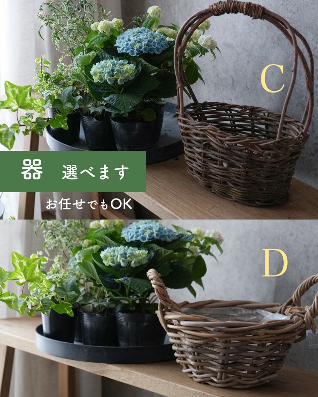 ★再掲載　【母の日ギフト・送料込み】 紫陽花の植え込み【 Sサイズ 】器選べます