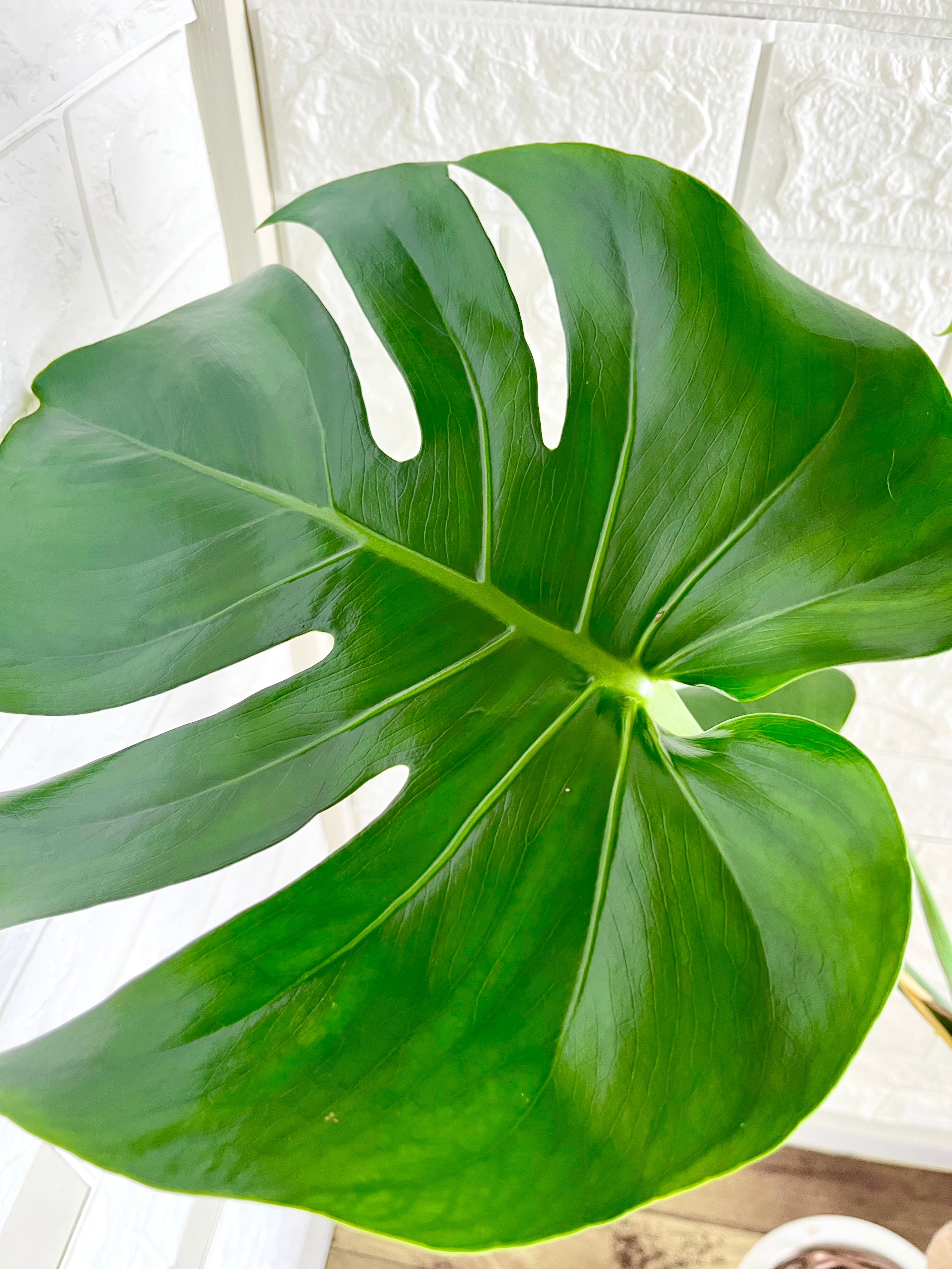 モンステラ⭐️木質化根上がり | 観葉植物のお店 feerie（フェリエ）