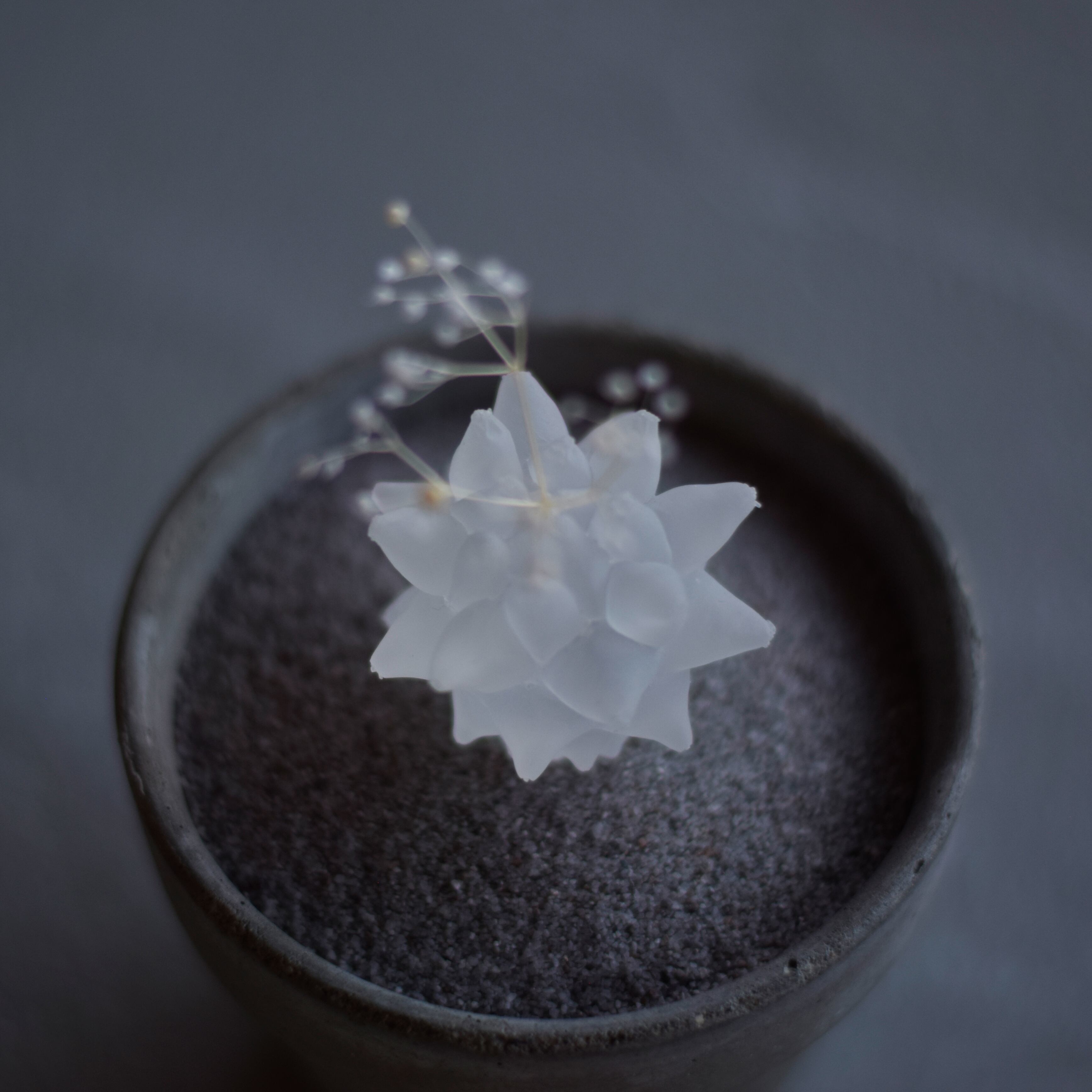 透明サボテン（ブカレンシス） | Sabotensi