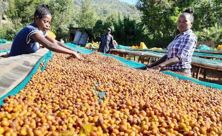 ① 生豆5kg エチオピア ベンチマジ ゲシャ アナエロビックナチュラル エチオピア ベンチマジ ゲシャ アナエロビック ナチュラル100g