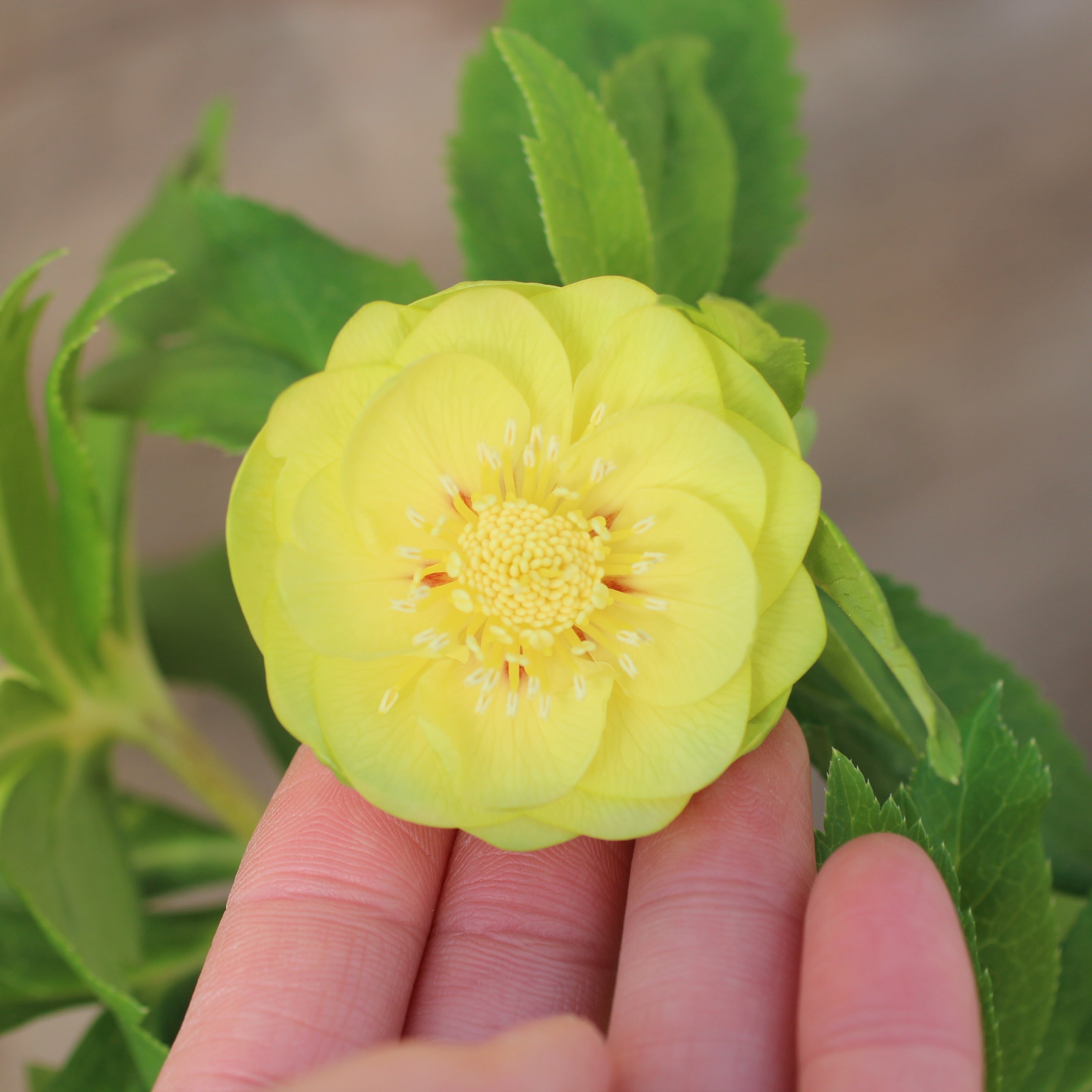 WS26-044 クリスマスローズ ウィンターシンフォニー オーレア系