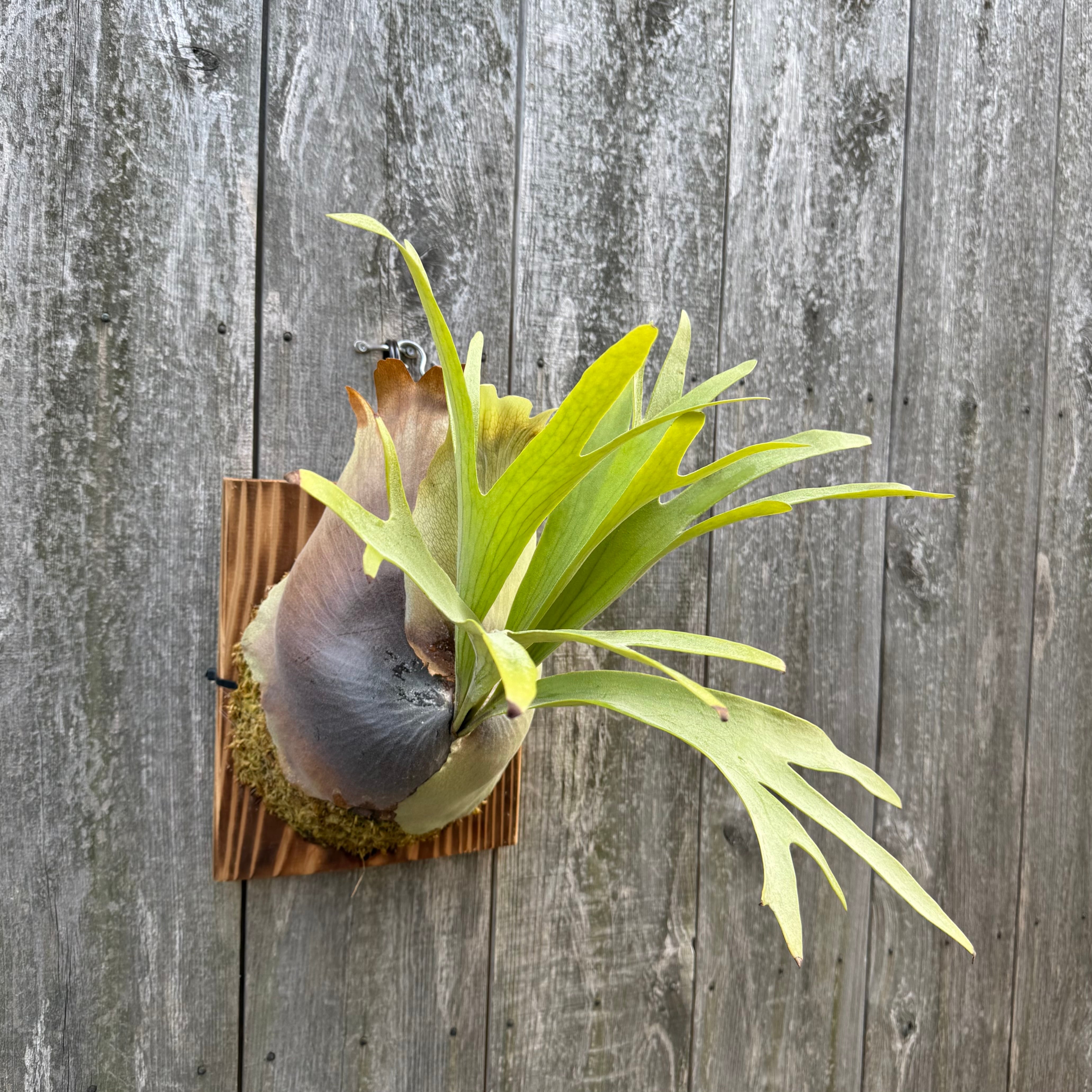 Platycerium bifurcatum Popcorn (pup) | naturefix