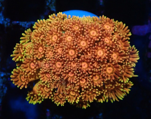 【現地買付】Goniopora FromMakassar 2