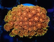 【現地買付】Goniopora FromMakassar 2