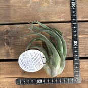 チランジア　セレリアナ【875】