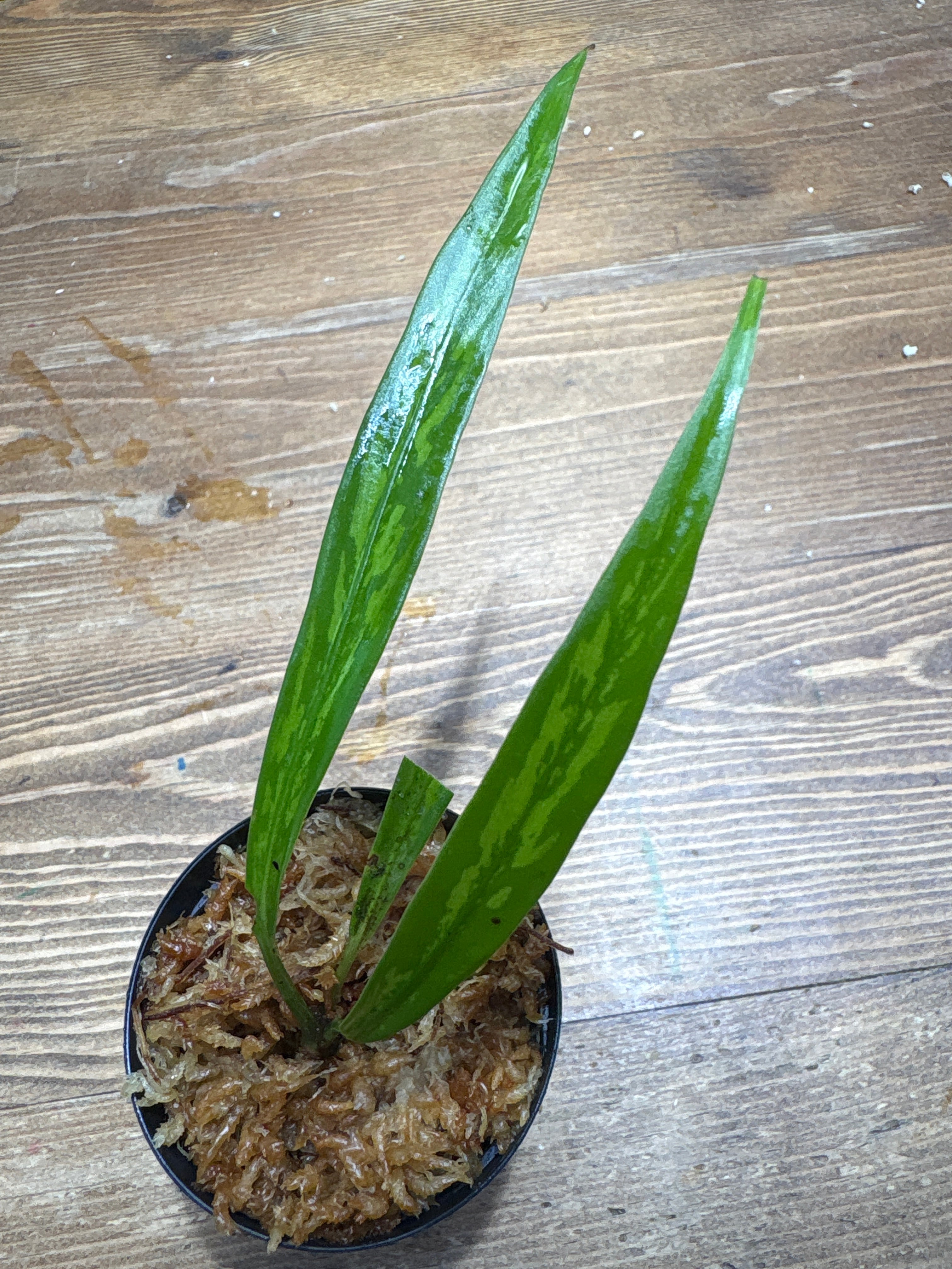 Galantharum kishii Kalimantan timur | Plants Base