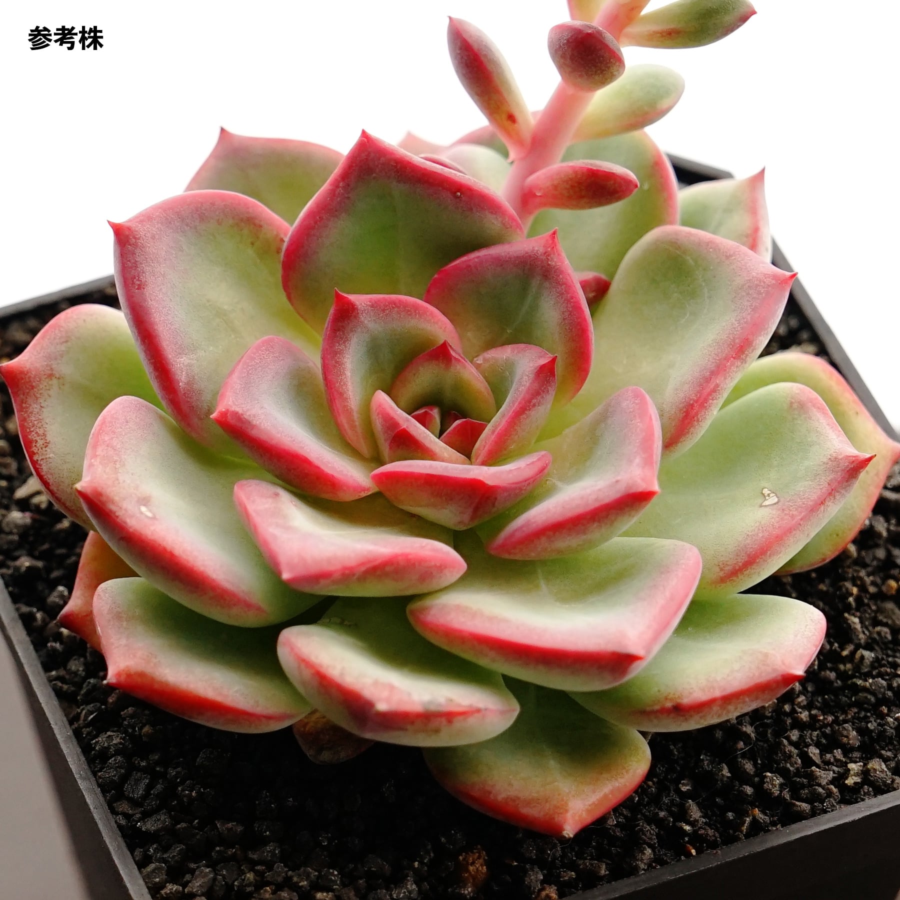 カット苗 センセーション Echeveria 