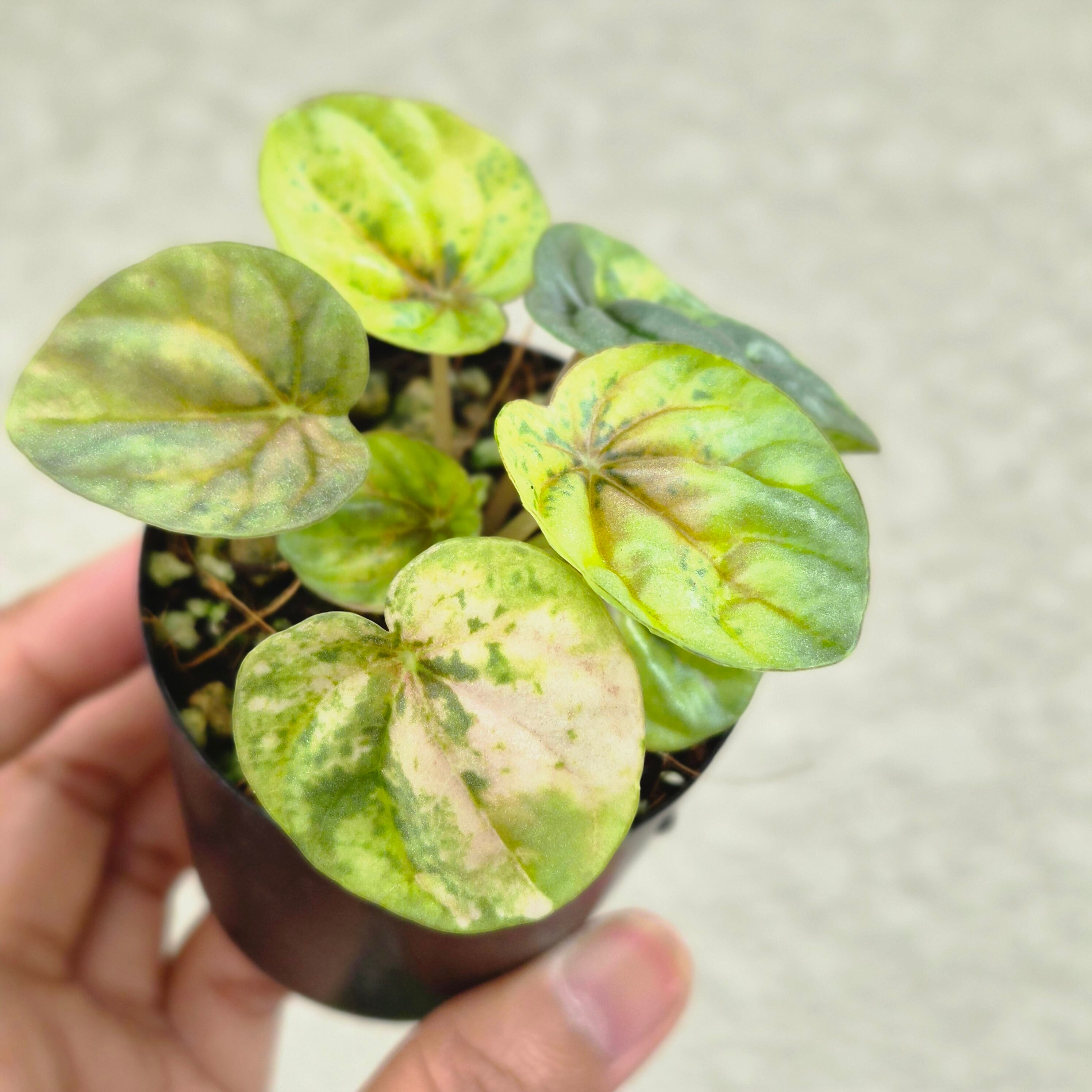 ②《Peperomia Metalica Orange Variegated》ペペロミア メタリカ オレンジ斑 観葉植物 /ポット発送