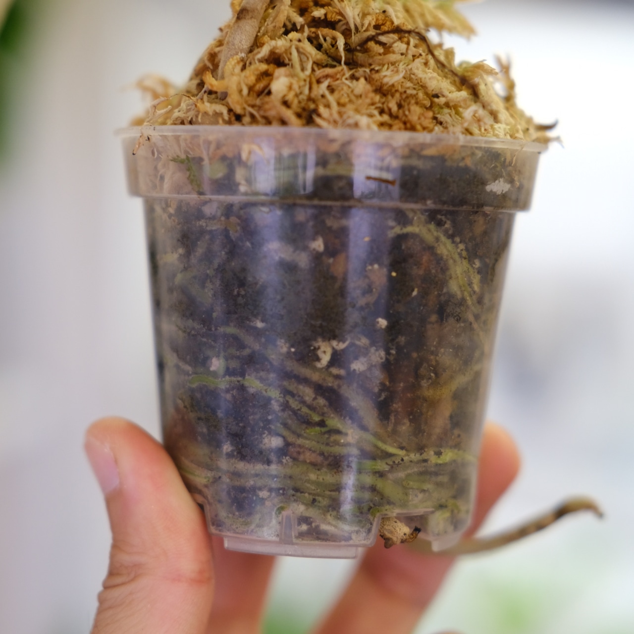 アンスリウム シリ / Anthurium Siri(A.radicans×A.dressieri)②