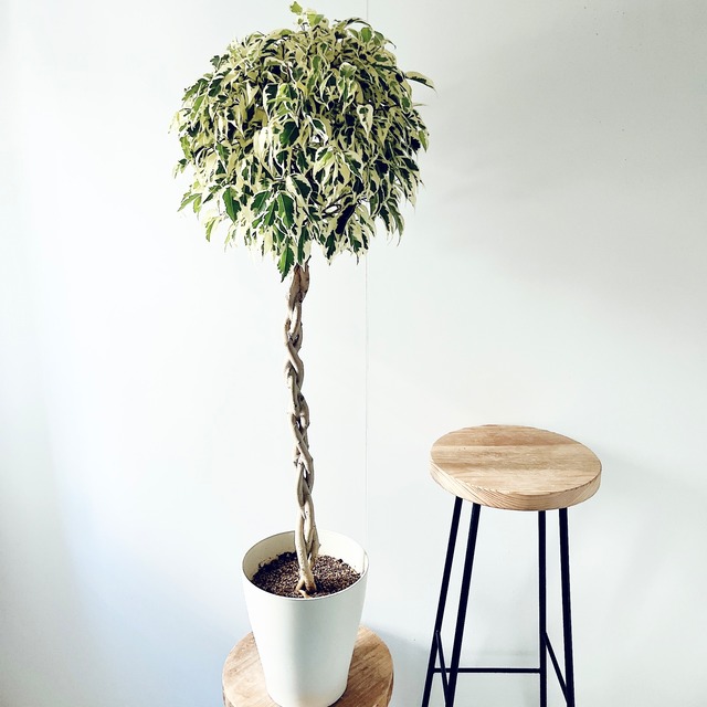 《現品発送》ベンジャミン スターライト ビューティークイーン ねじり 観葉植物 calm cafe