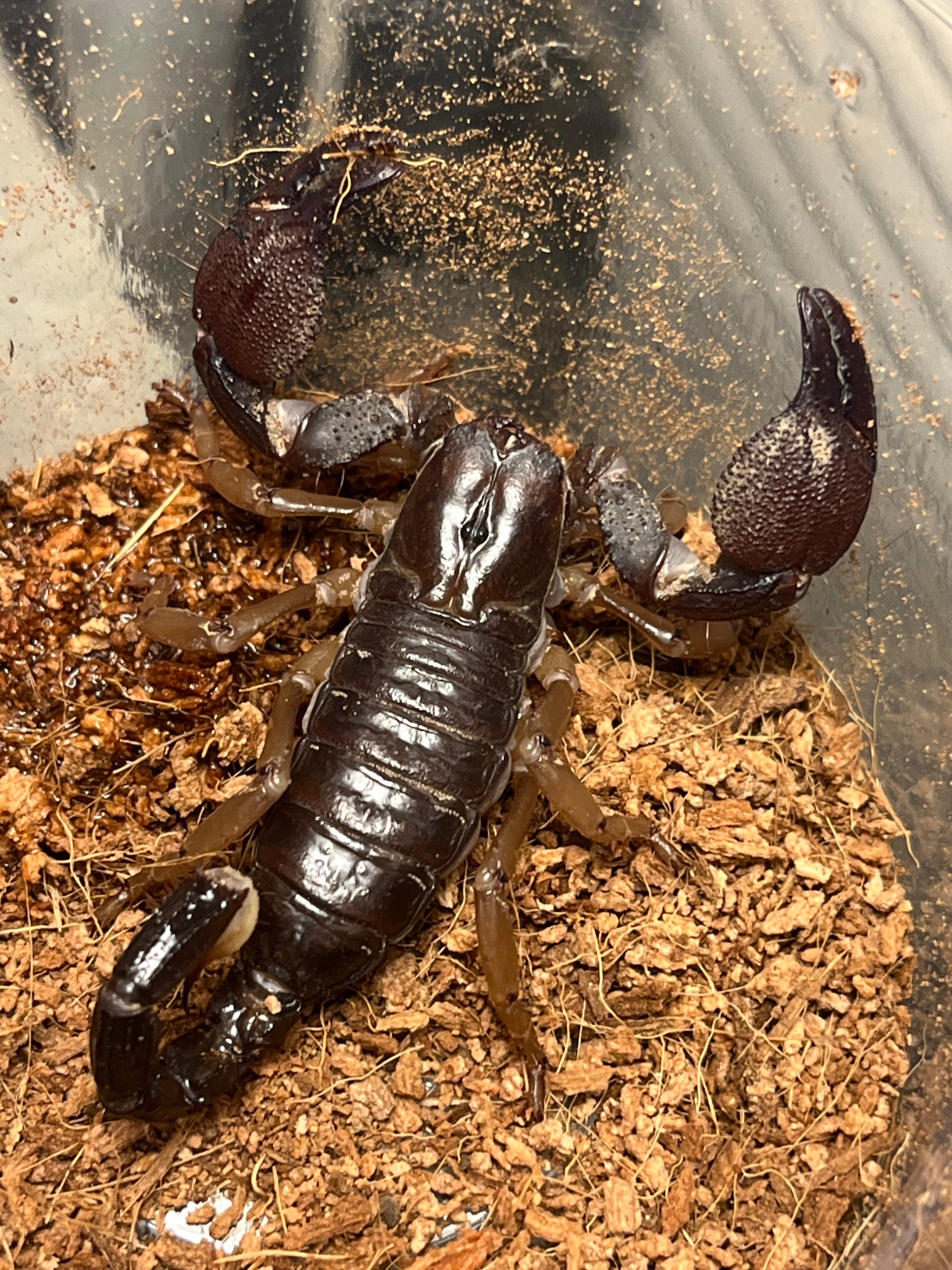 Chersonesometrus fulvipesインディアンブラックスコーピオン