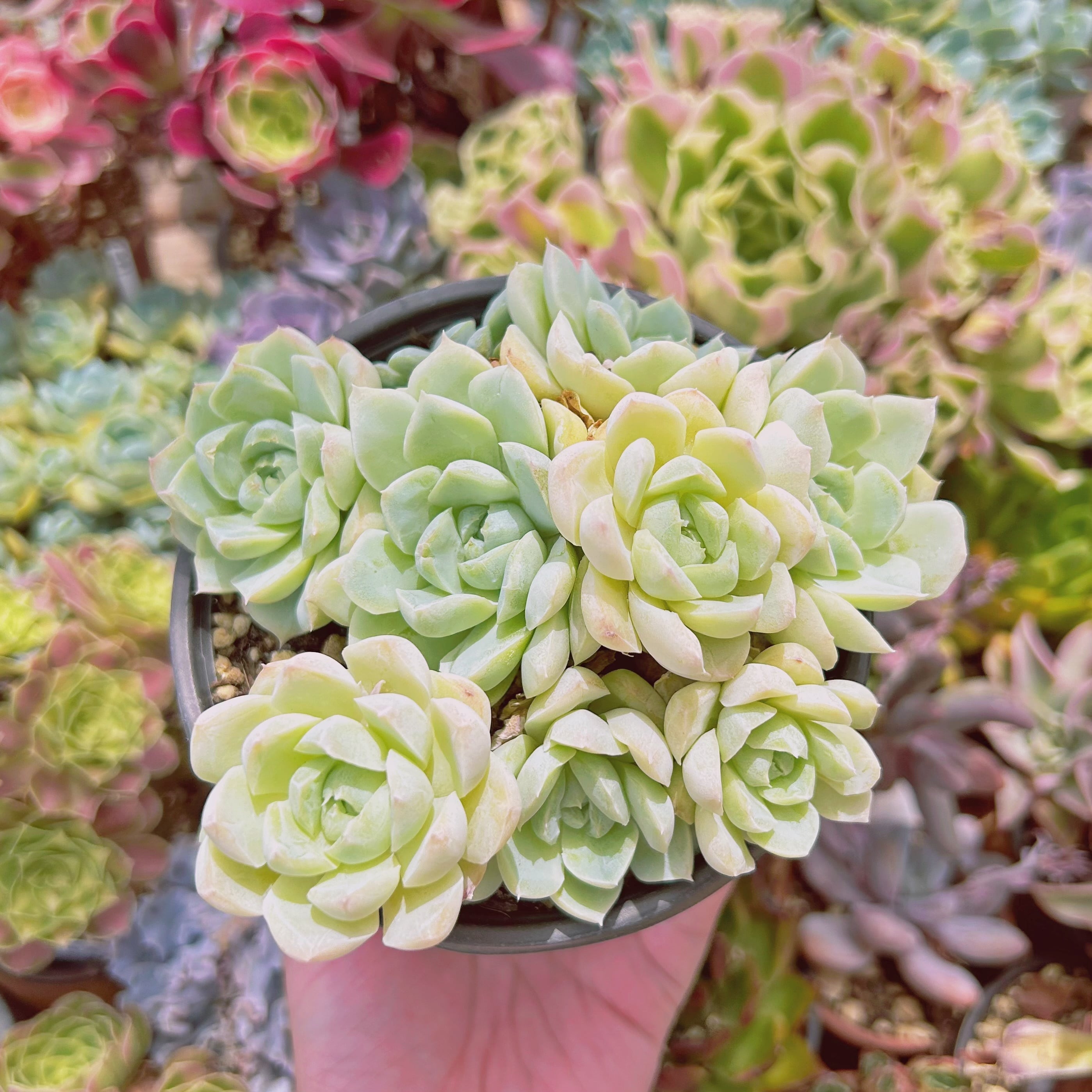 #551現物　多肉植物　ヒューミリス　特大　抜き苗