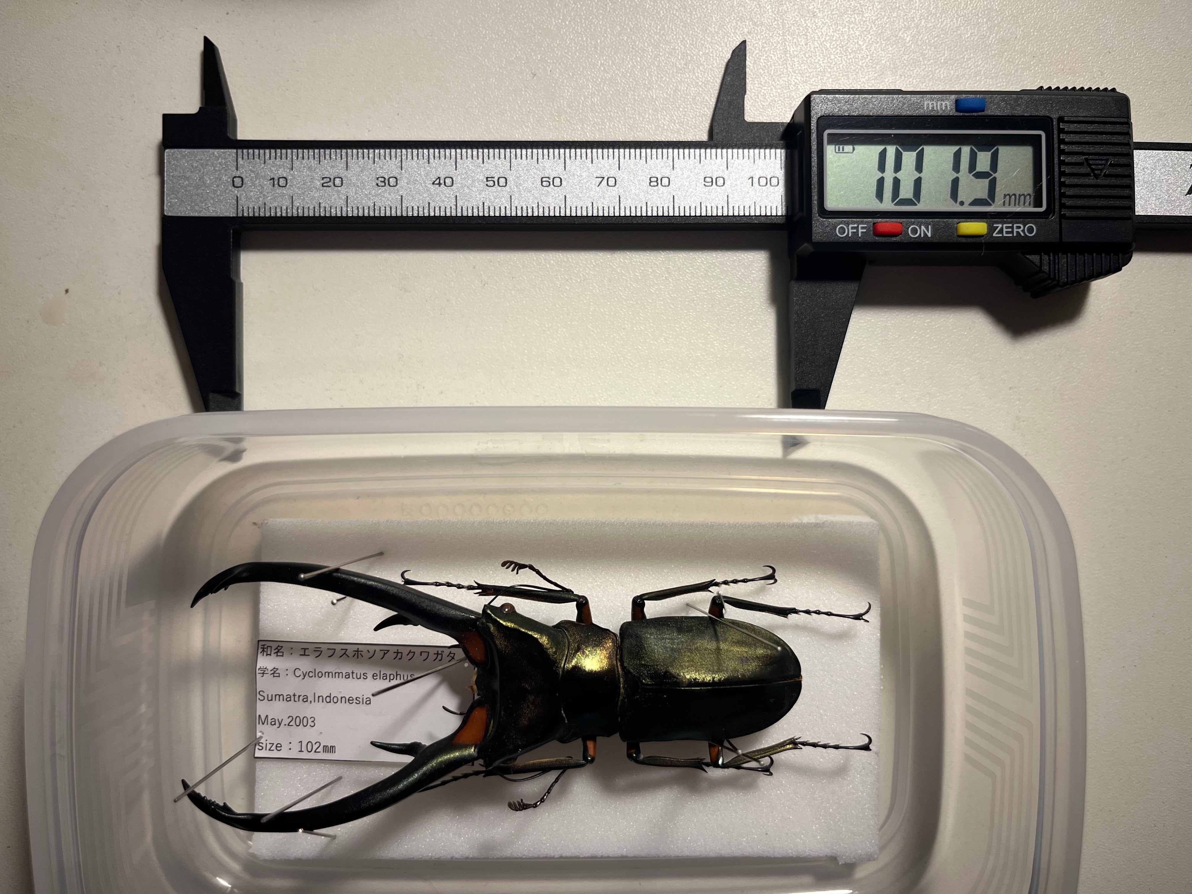 102mm】エラフスホソアカクワガタ Cyclommatus elaphus 紅鹿細身赤鍬形