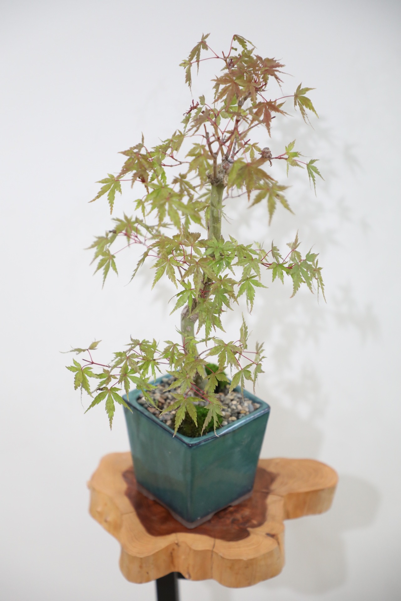【M】モミジ 盆栽 樹齢15年/Japanese maple bonsai
