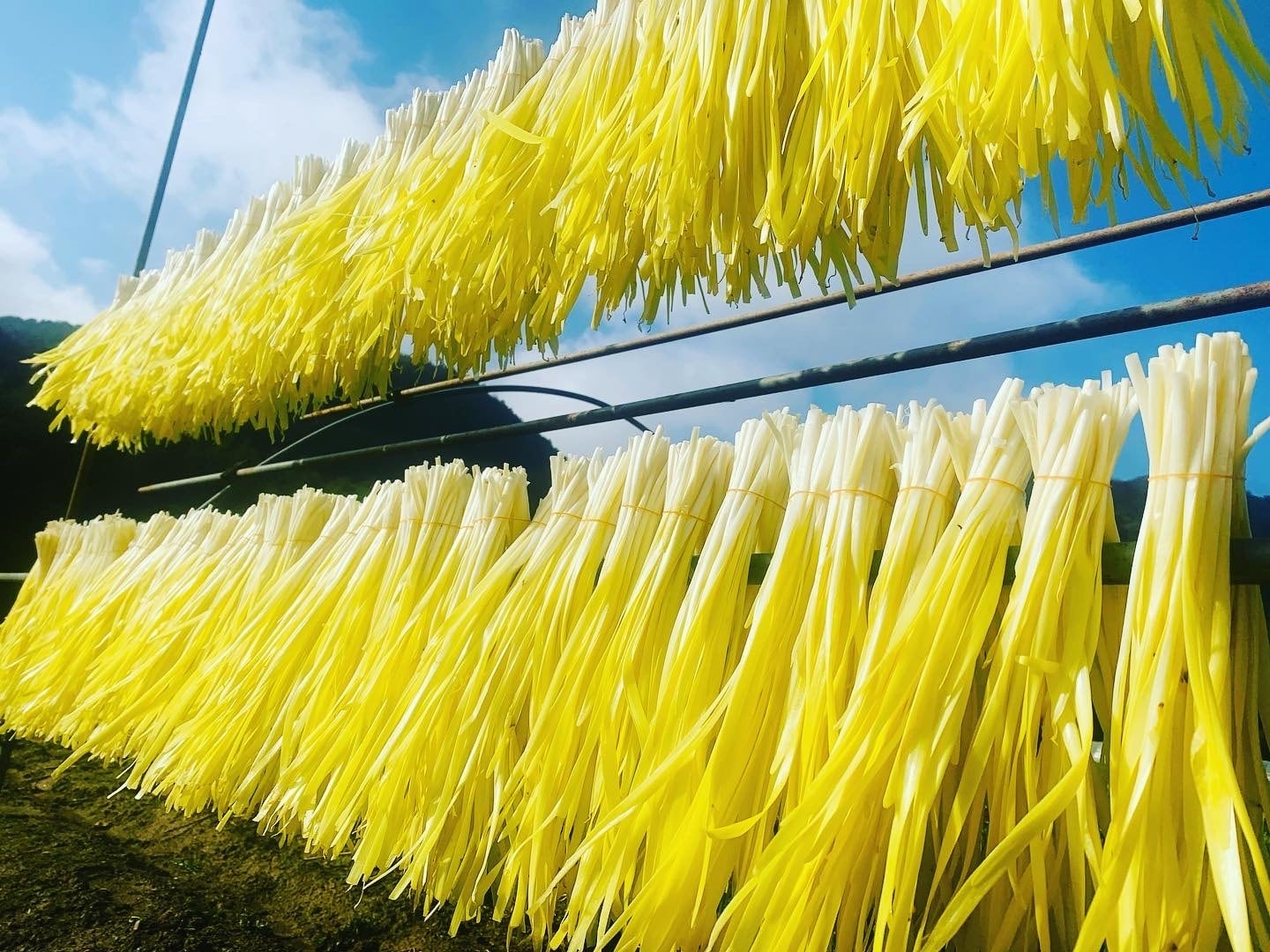 黄ニラ1箱（10束入り）500g［生育状況をみて順次発送させて頂きます