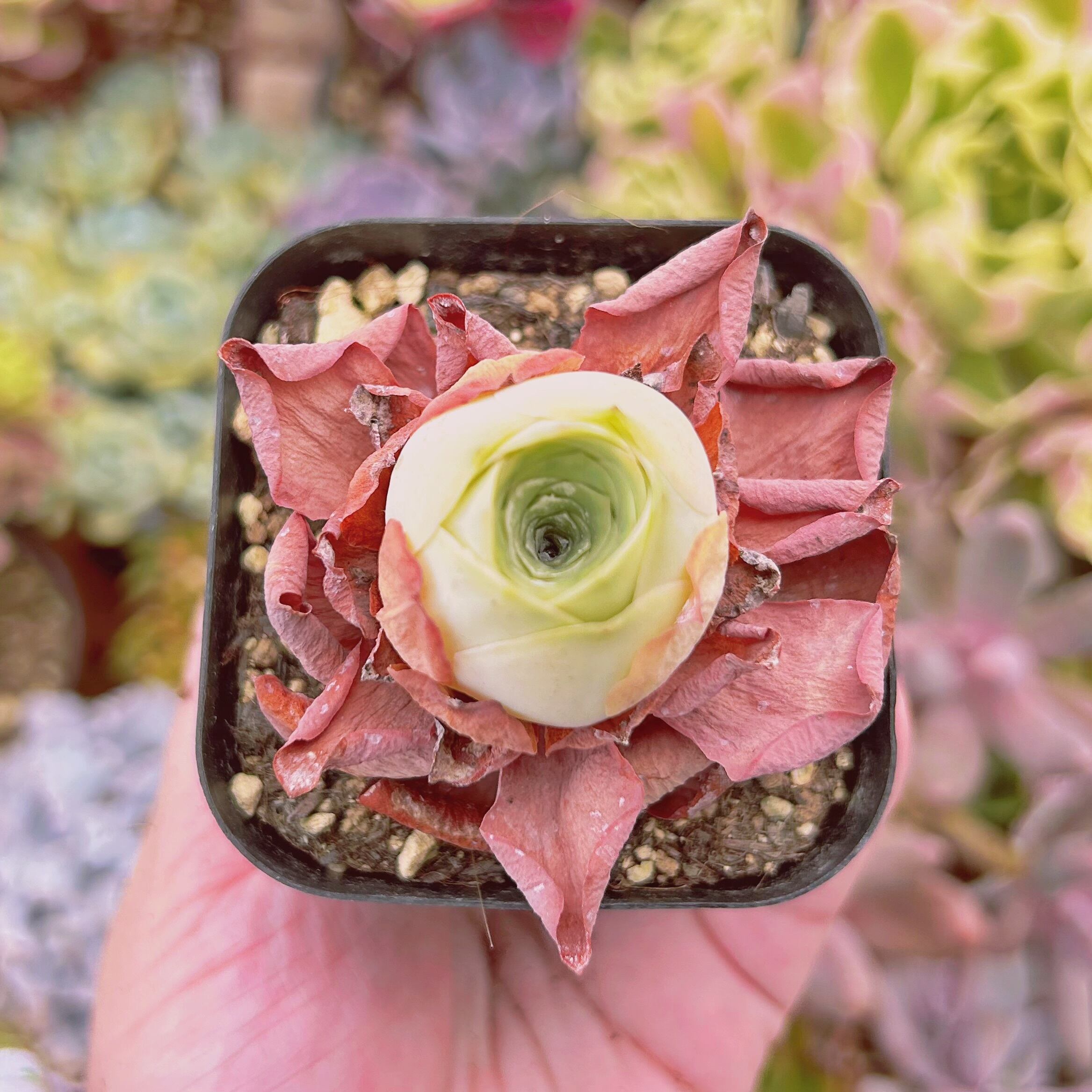 #2009現物　多肉植物　グリノービア　タマゴ　抜き苗