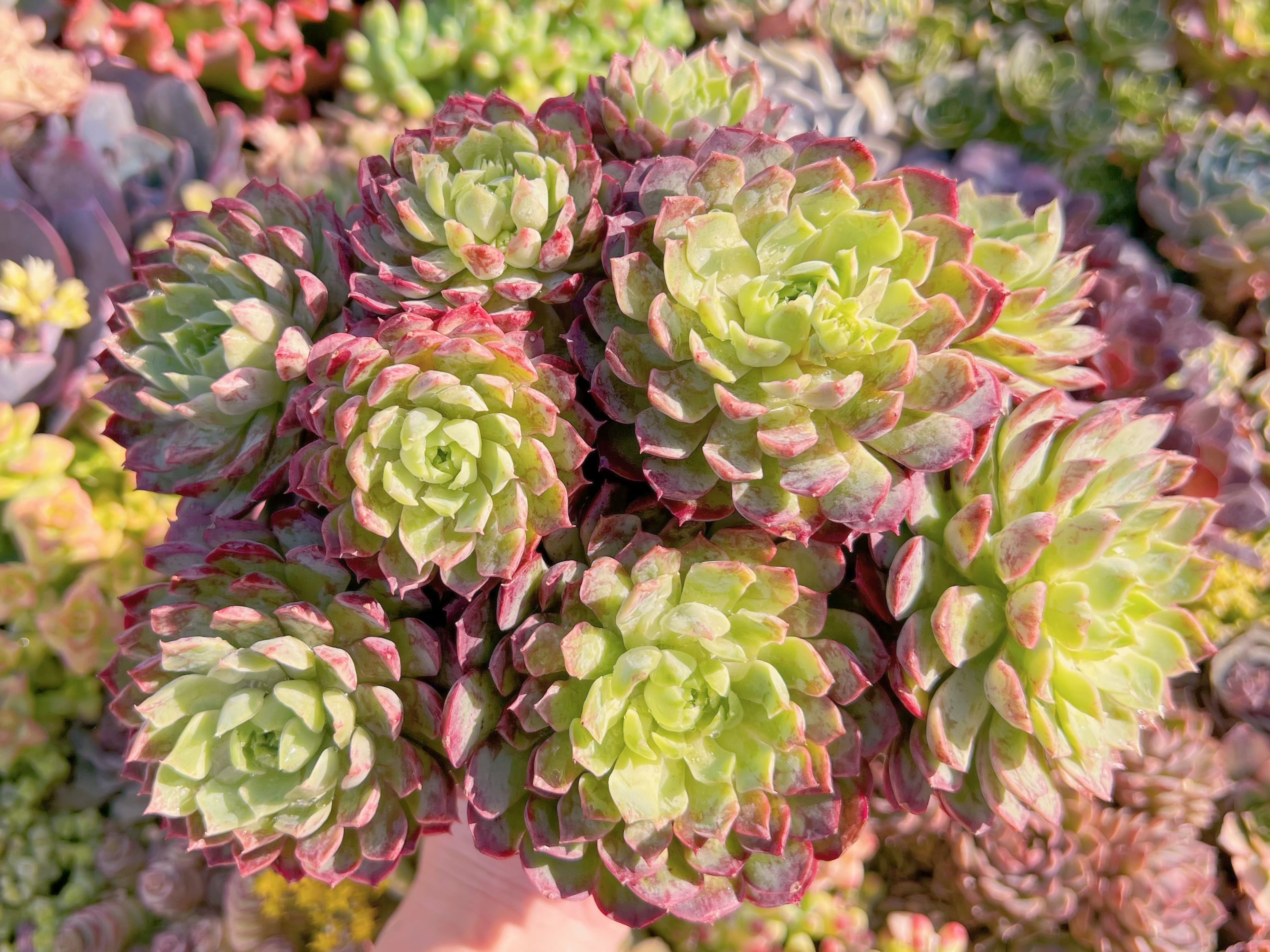 現品　朱砂痣#M060　特特大群生　新入荷　るる農園