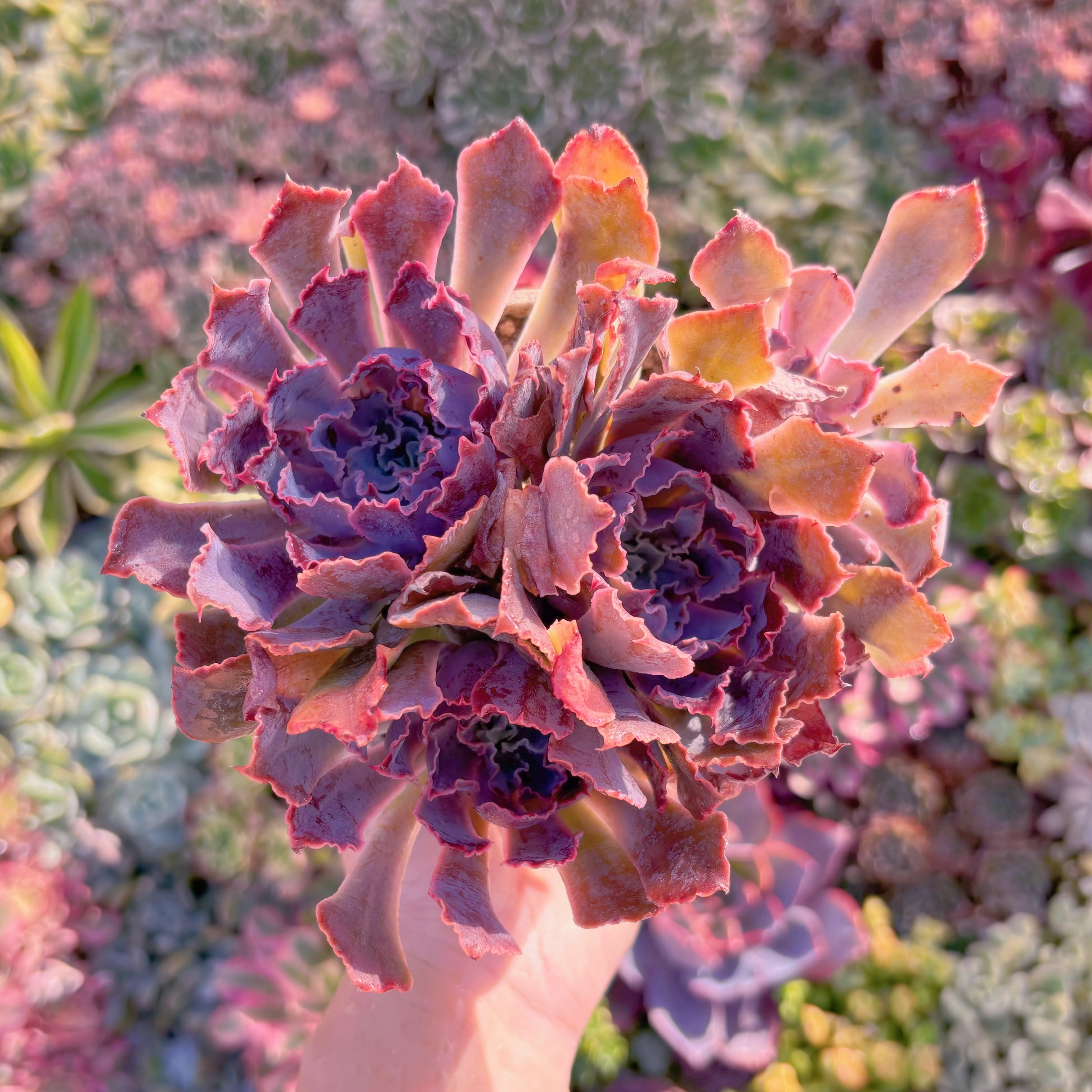 デコパージュ ꔛ‬ꕤ インテリア雑貨 *ちりとりブラシセット*薔薇 *リメ鉢 デコパージュꔛꕤガーデン雑貨♡ちりとりブラシセット♡薔薇♡リメ鉢