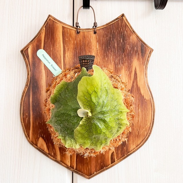 ビカクシダ エラワン 子株 板付 【観葉植物 室内 コウモリラン】