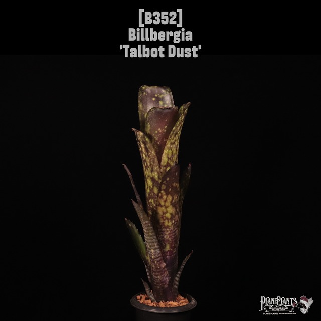 【送料無料】Billbergia 'Talbot Eve'〔ビルベルギア〕現品発送B0172