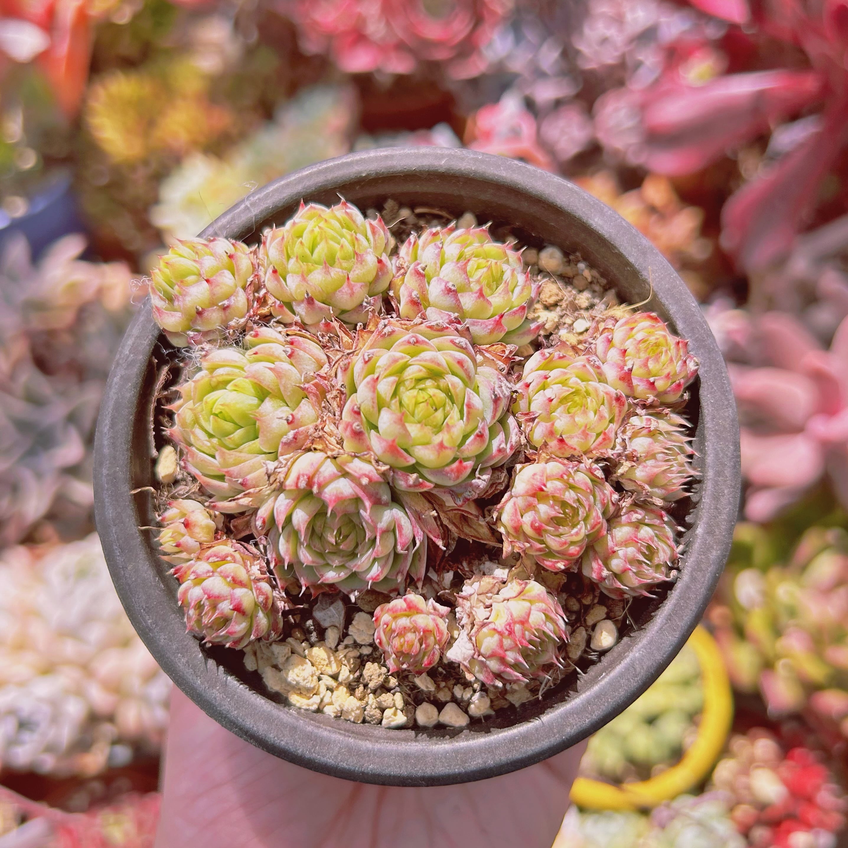 現物　多肉植物　虞姬