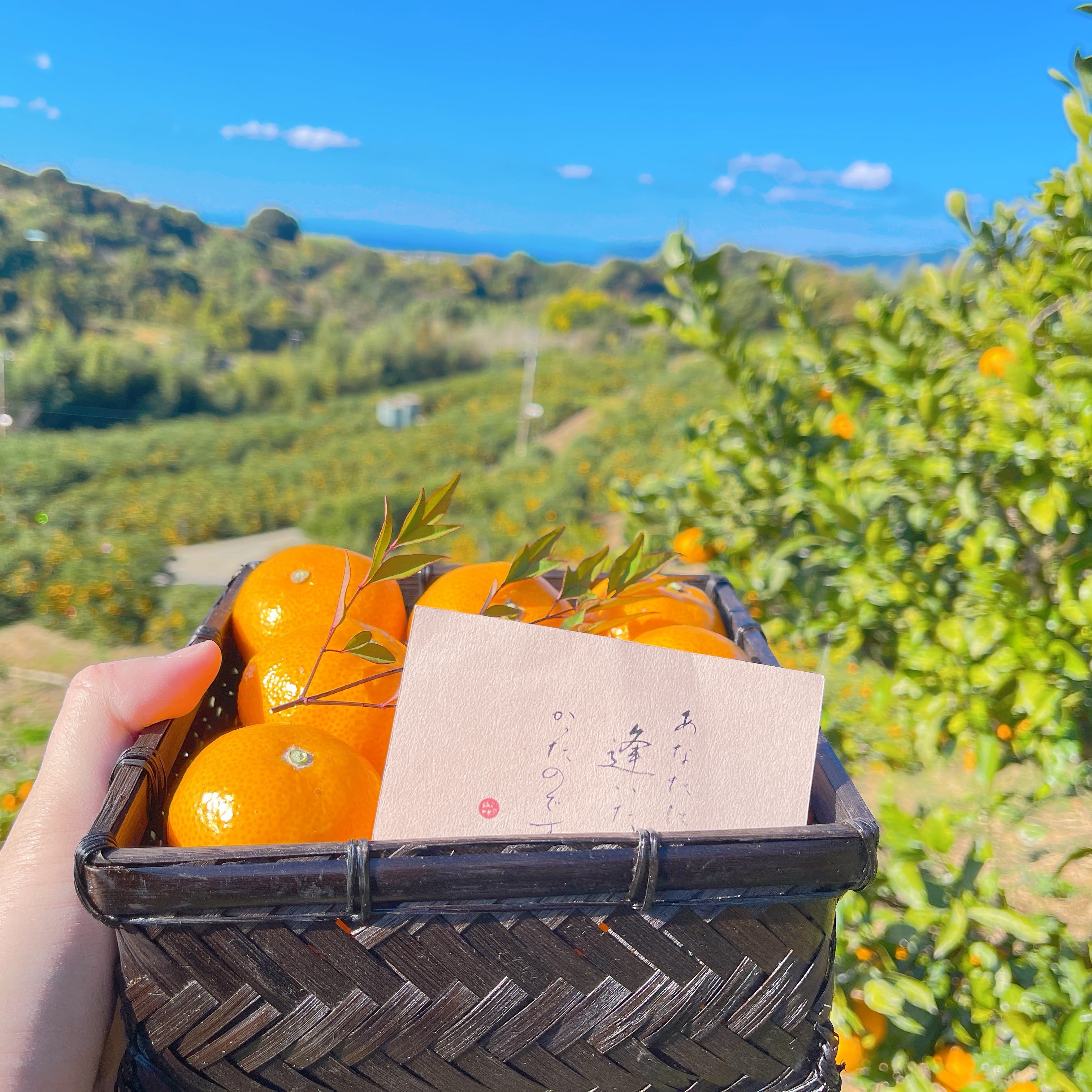 贈答用・黒籠】天田みかん（2Sサイズ） 1kg | 紀州・和歌山の絶品