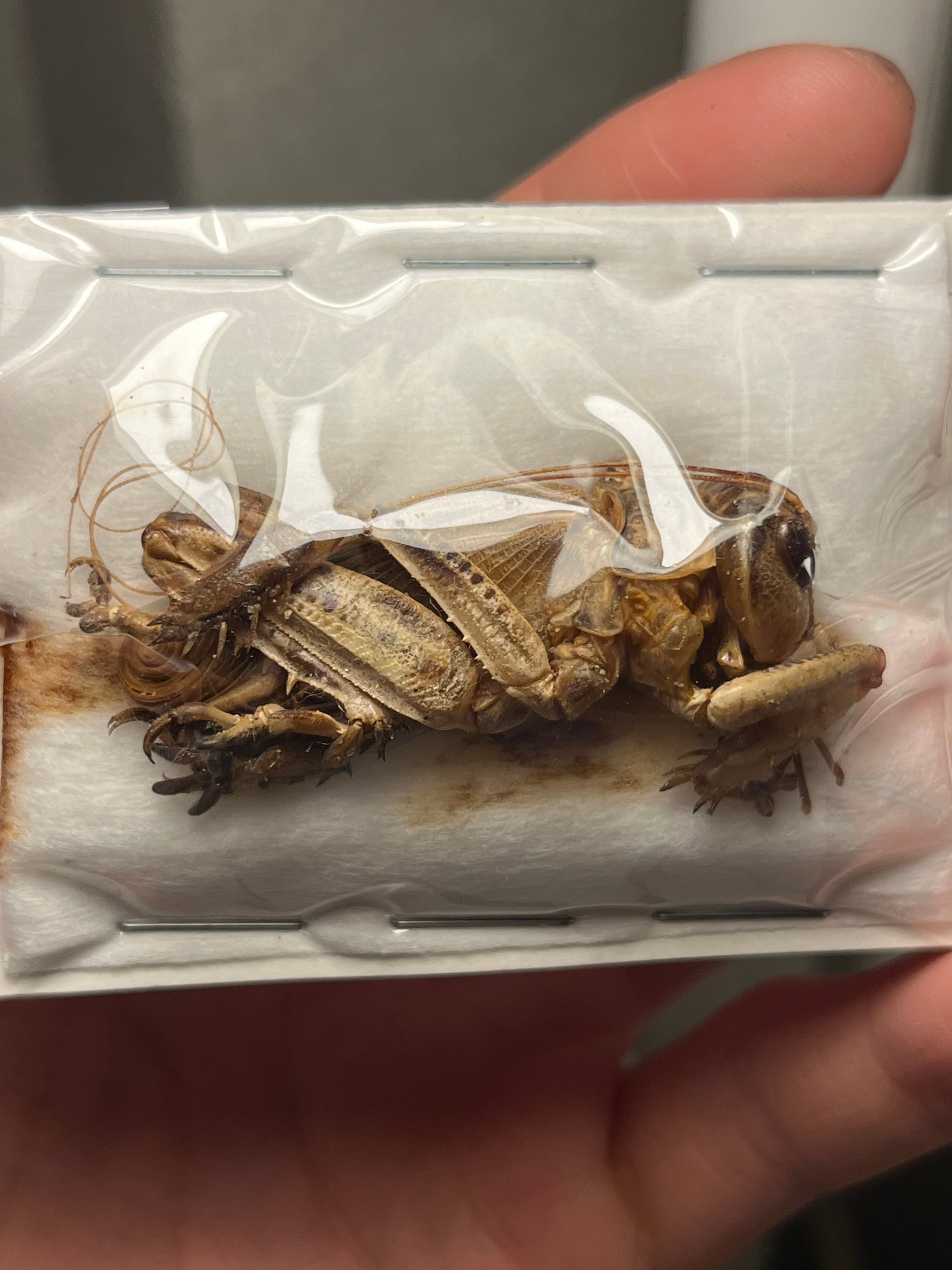 直翅類 | オモニキチュウ