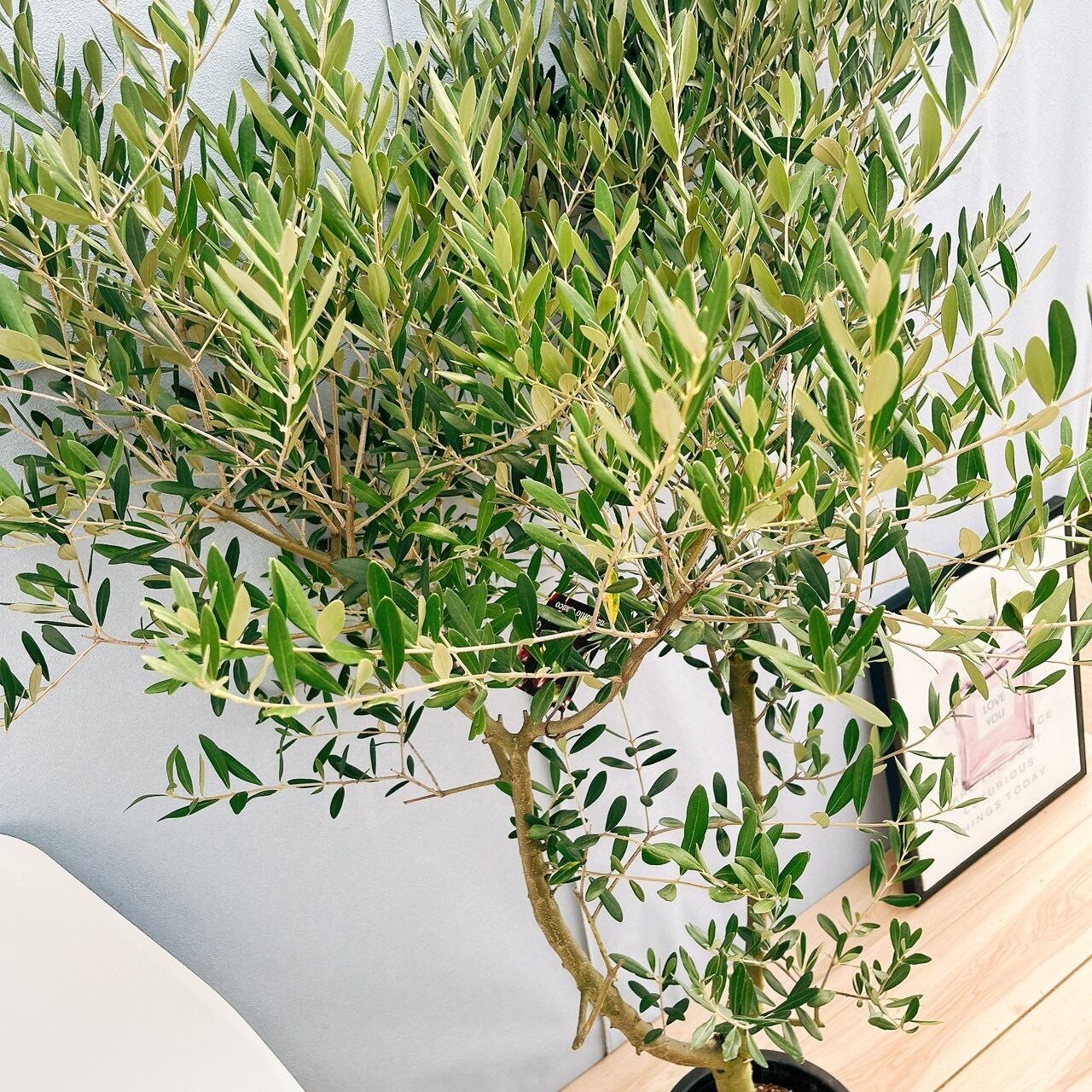 創樹　オリーブ　オリーミー 8寸　ネバディロブランコ　チプレシーノ　2品種です 創樹オリーブオリーミー接木チプレシーノネバディロブランコ8番