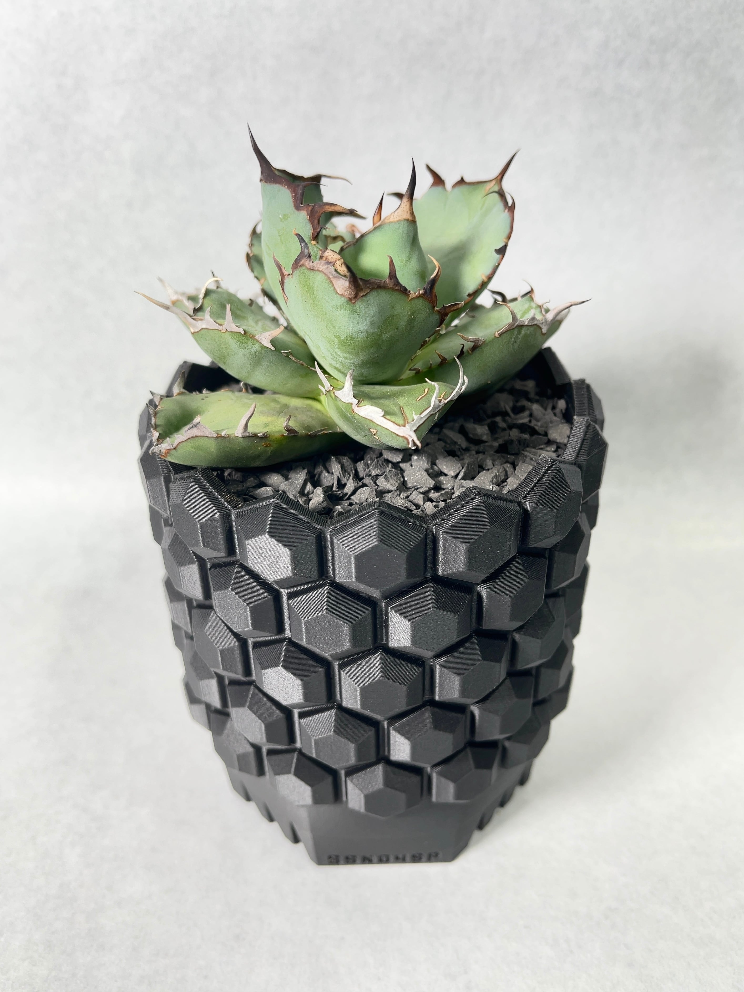 アガベ・黒鯨 | trigger