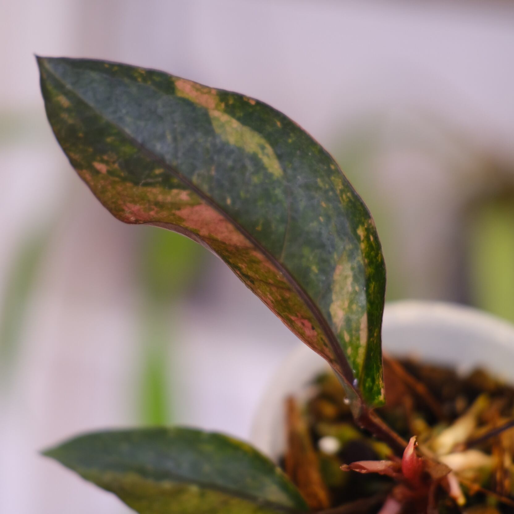 Anthurium hookeri pink variegata｜アンスリウム フーケリー 斑入り