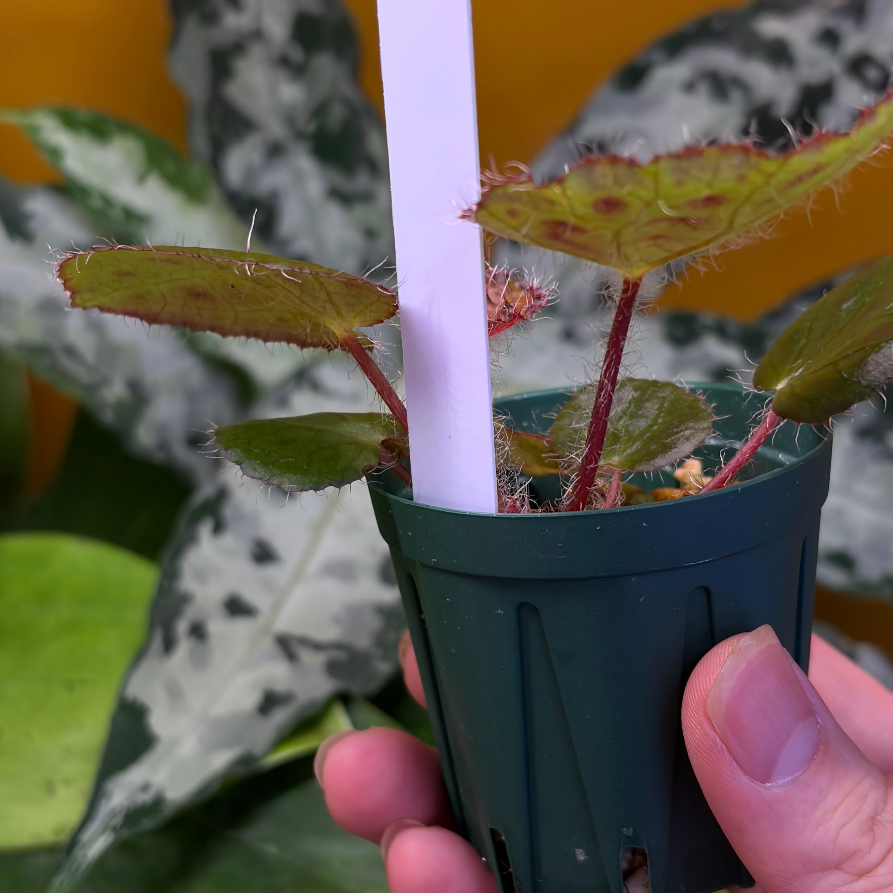Begonia melanobullata Vietnam 原種ベゴニア メラノブラータ | 熱帯